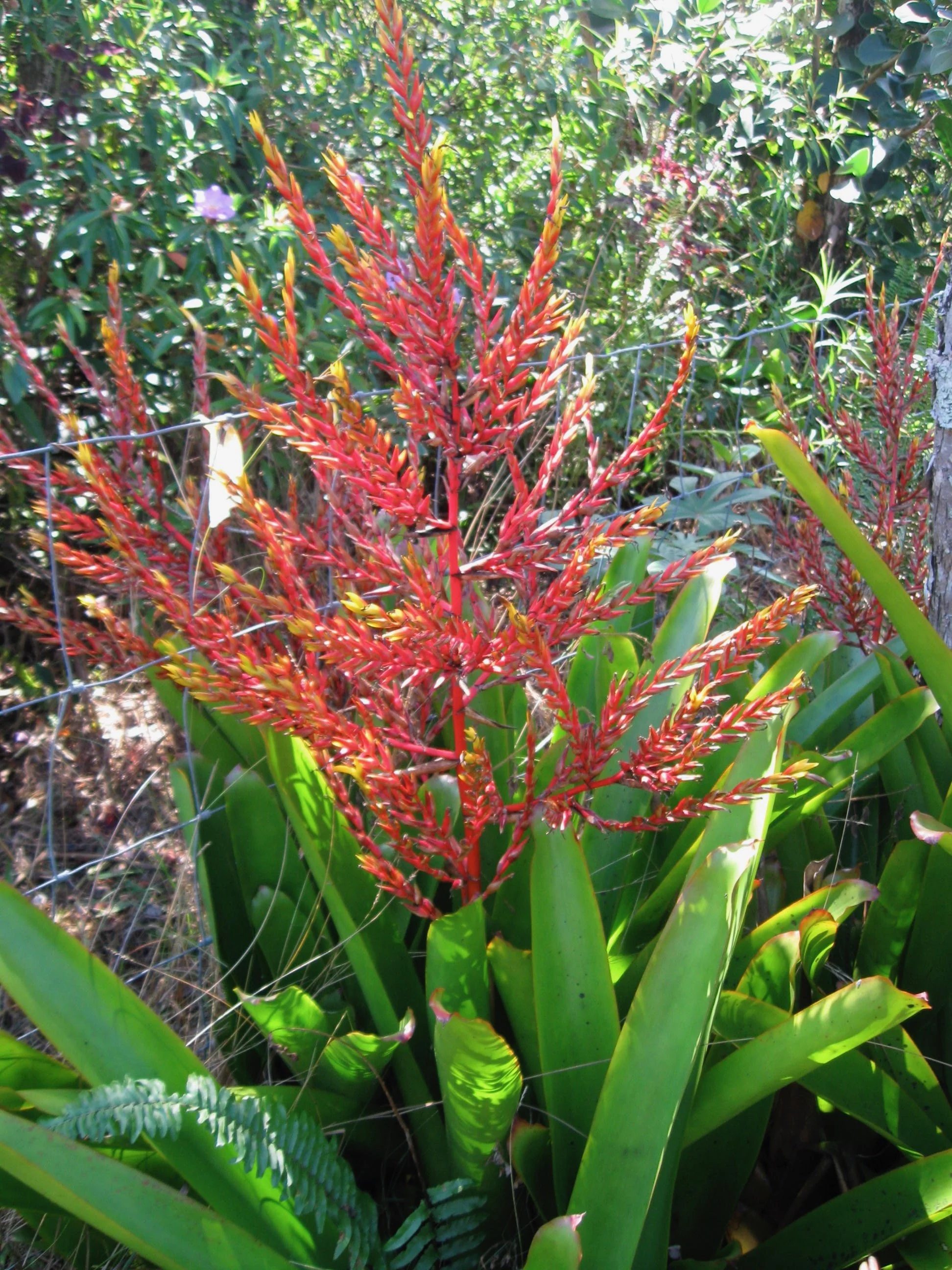Aechmea blanchetiana (1).jpeg
