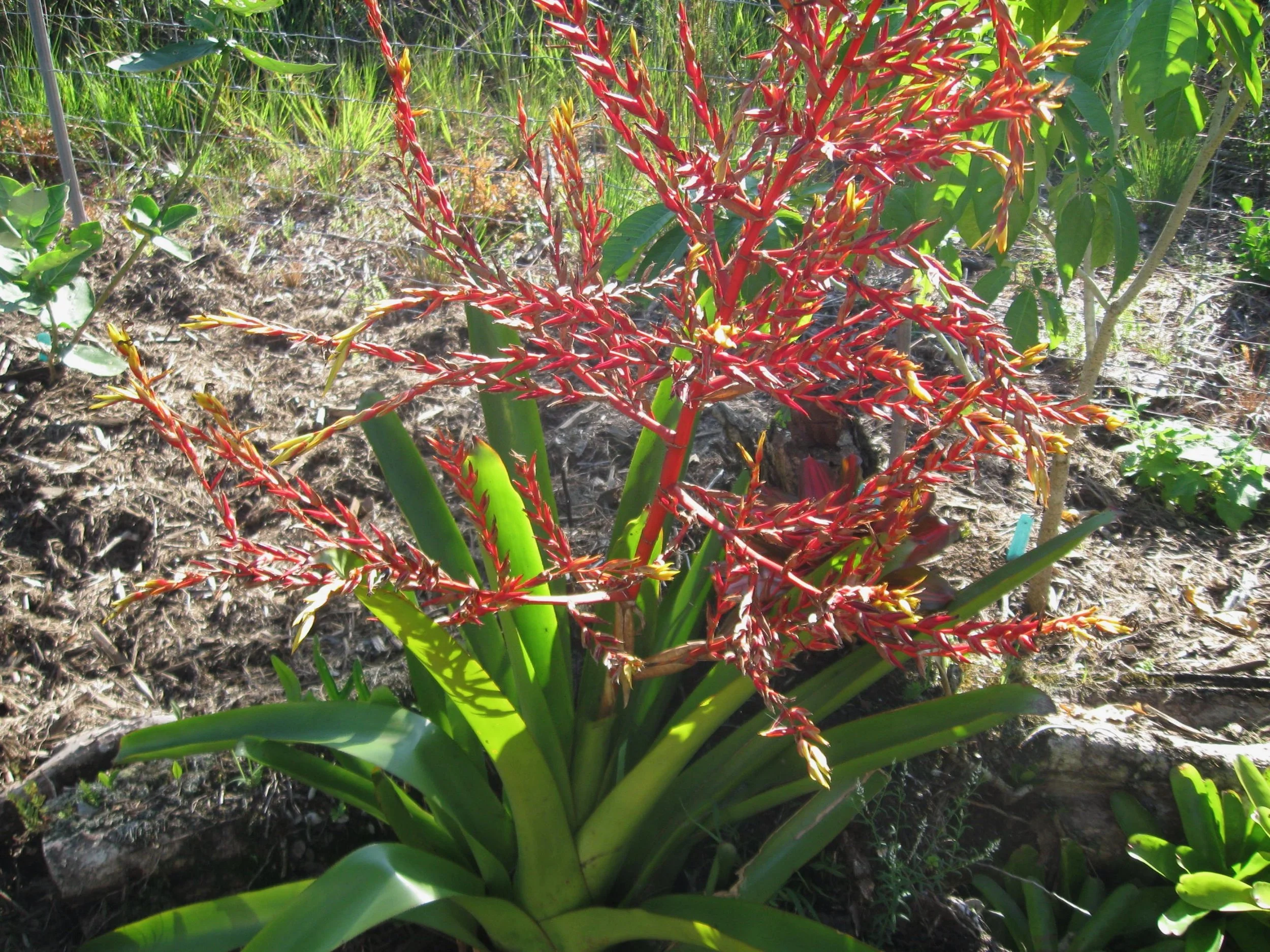Aechmea blanchetiana.jpeg