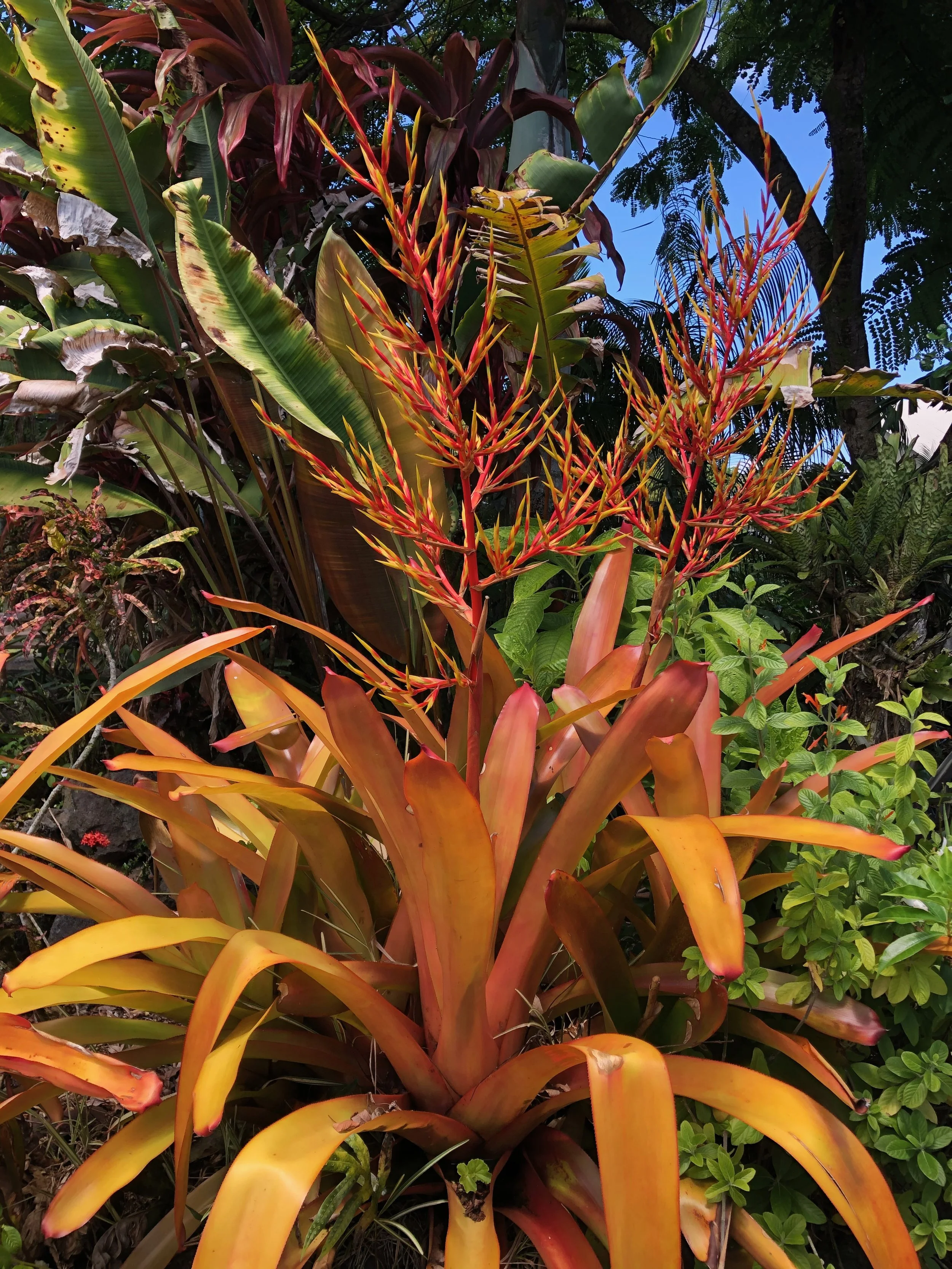 Aechmea blanchetiana ‘Orangeade’ (1).jpeg