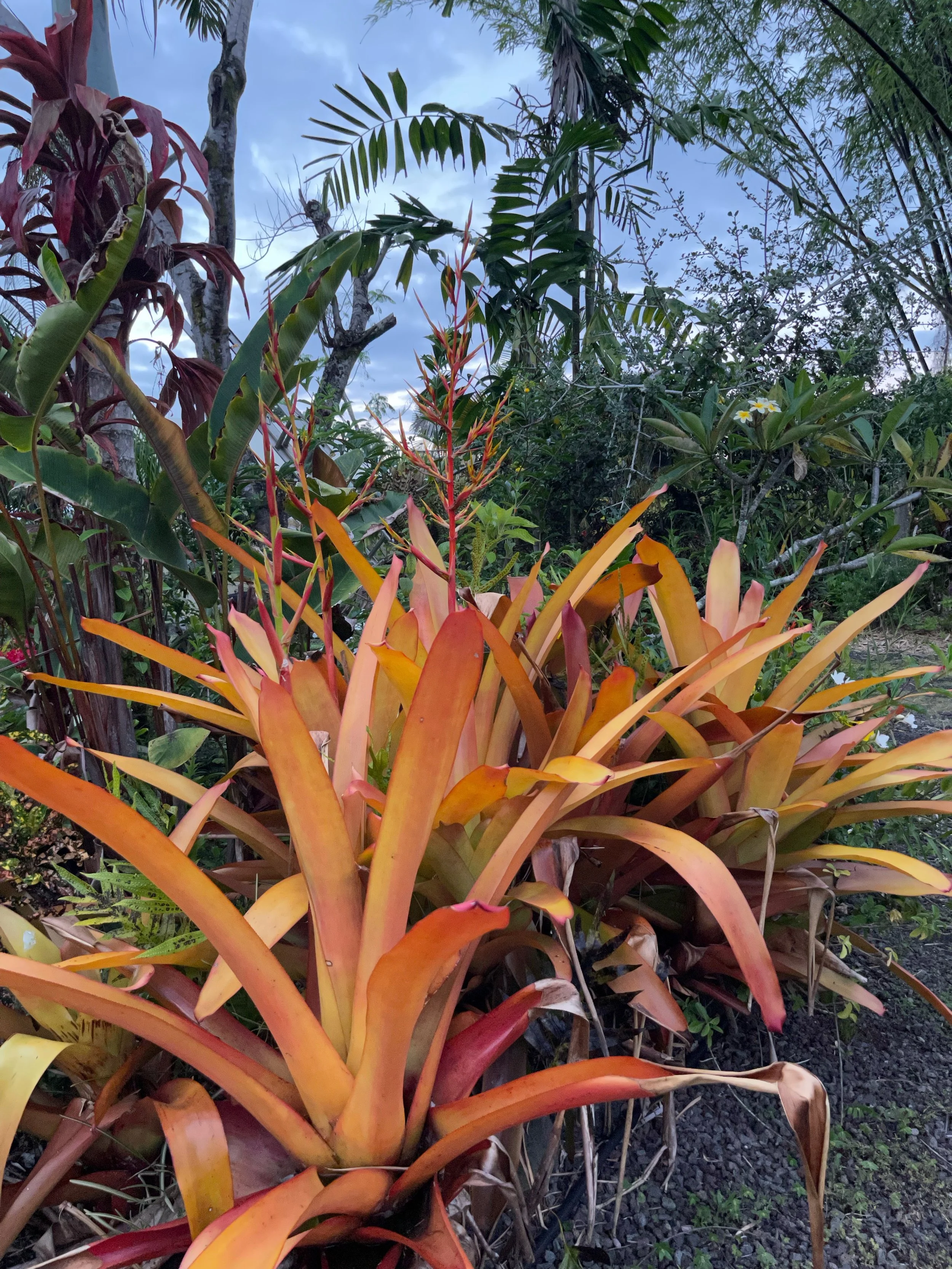 Aechmea blanchetiana ‘Orangeade’ (3).jpeg