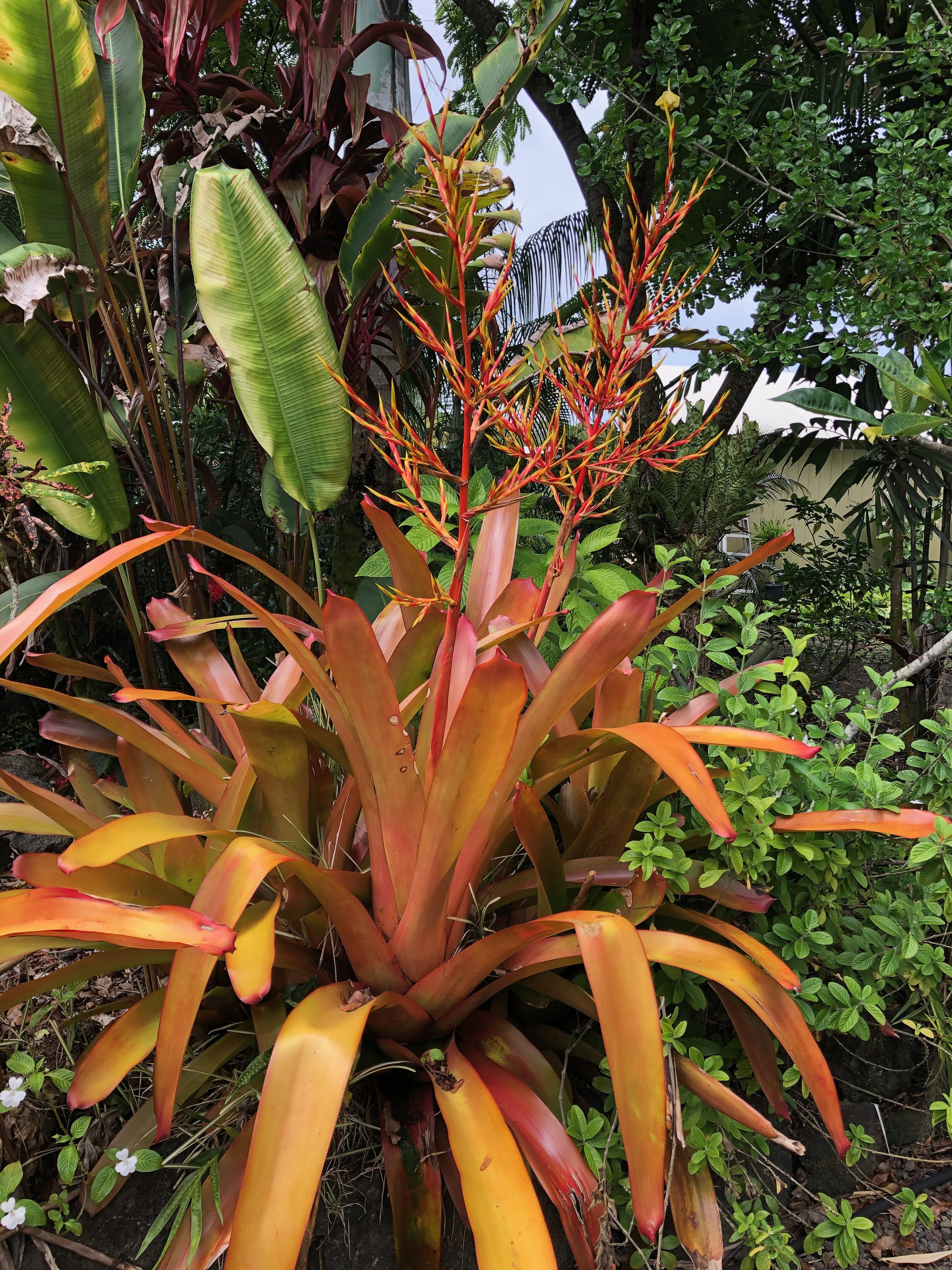 Aechmea blanchetiana ‘Orangeade’.jpeg