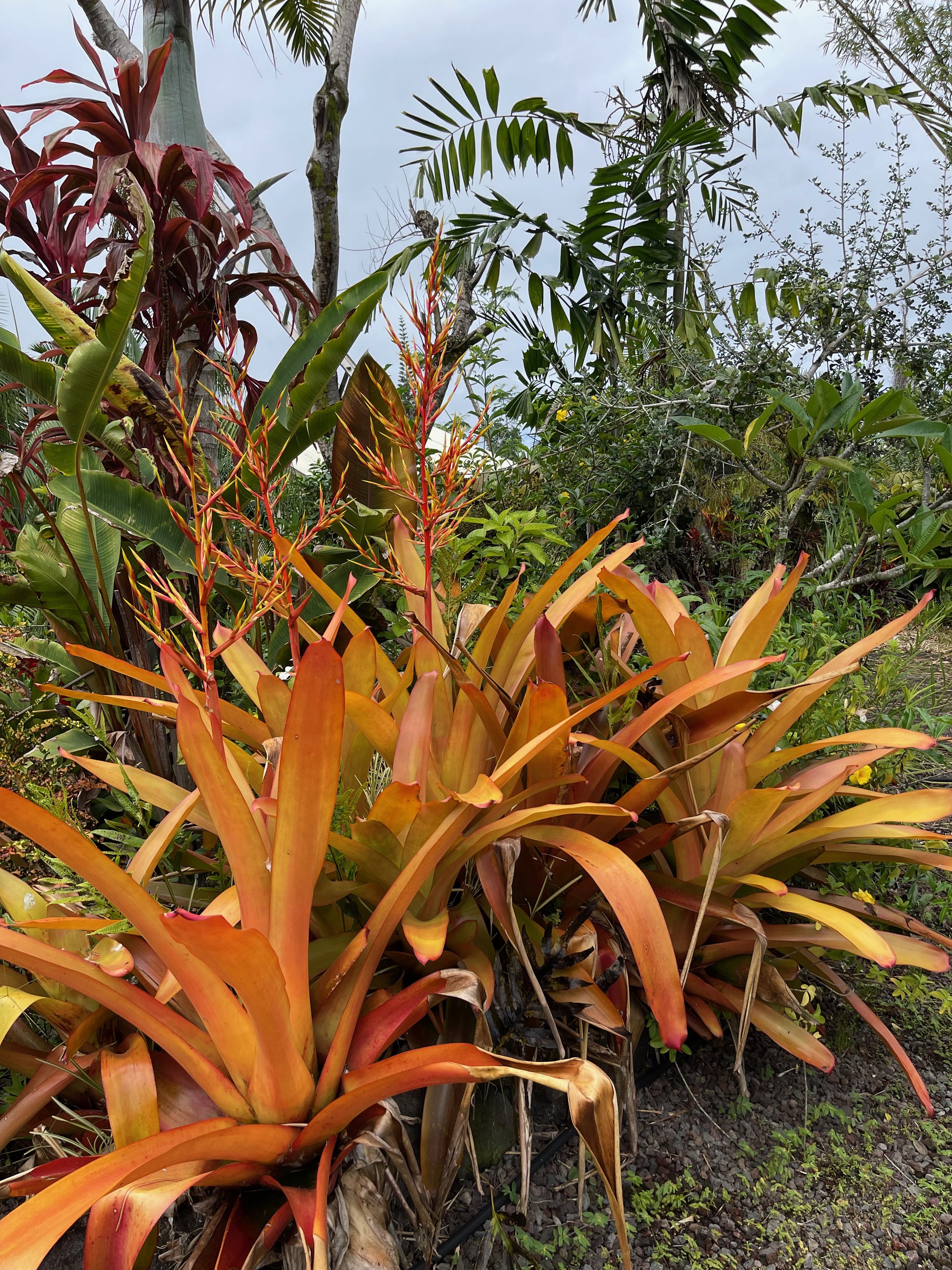 Aechmea blanchetiana ‘Orangeade’ (4).jpeg