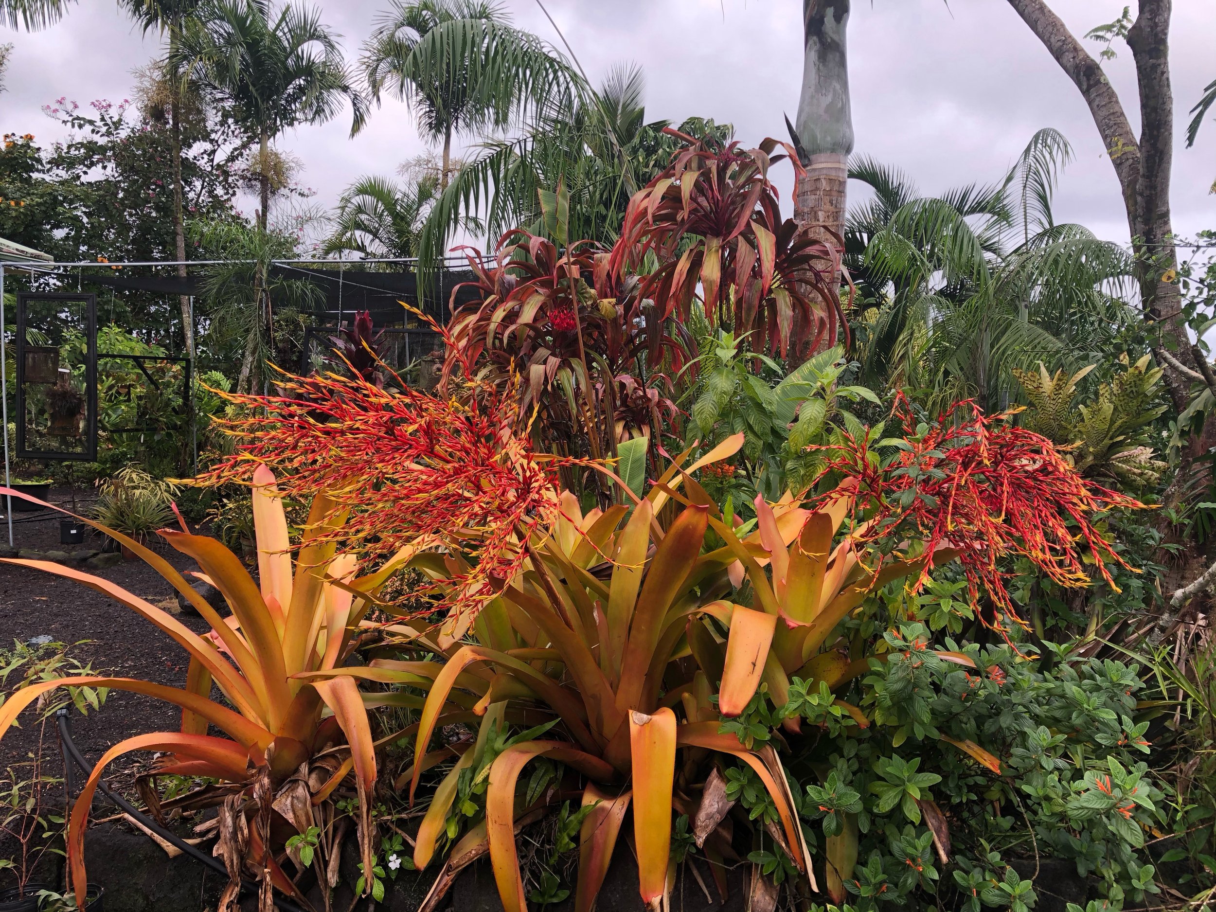 Aechmea blanchetiana ‘Orangeade’ (2).jpeg