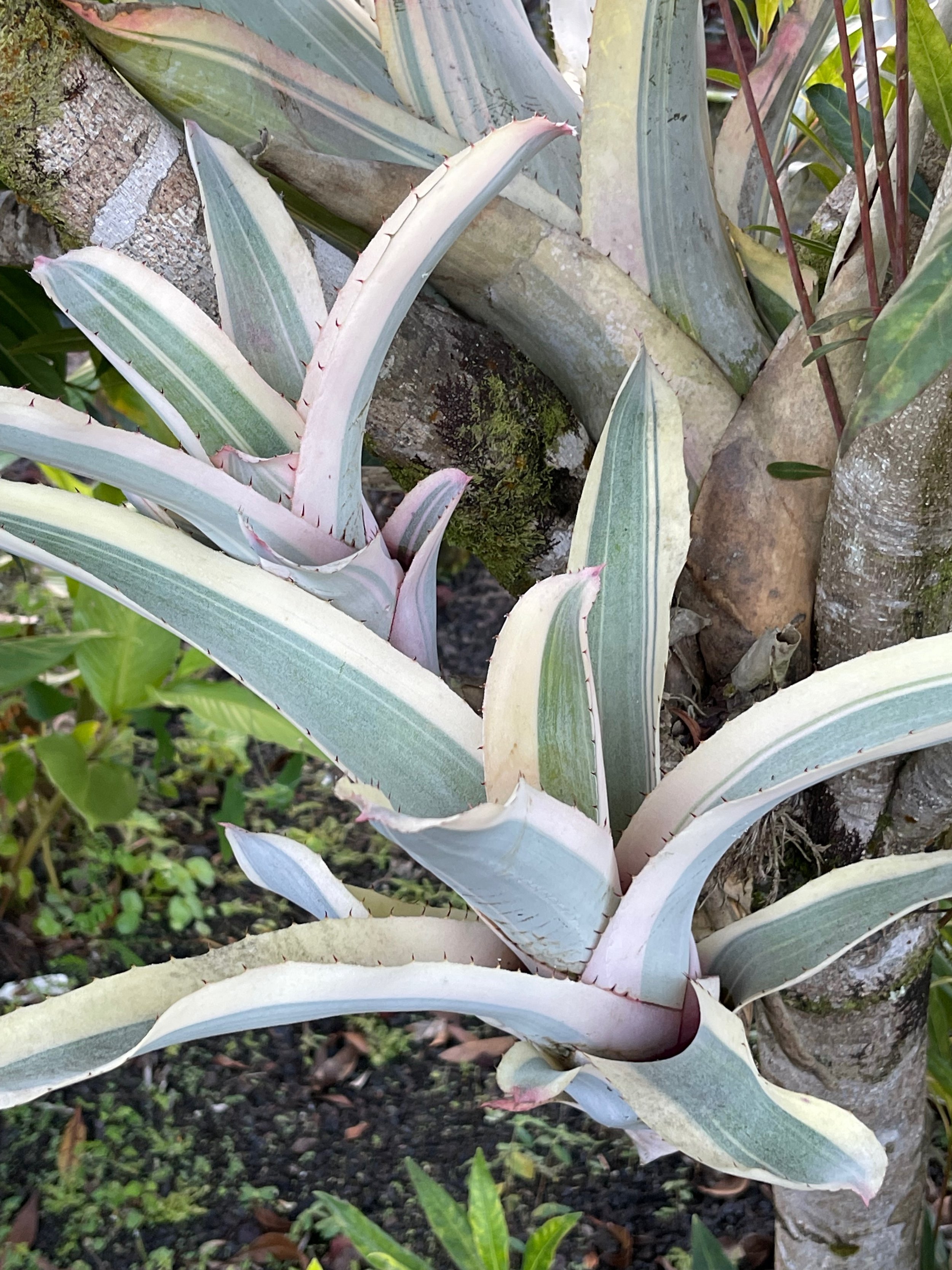 Aechmea chantinii ‘Harvey's Pride'.jpeg