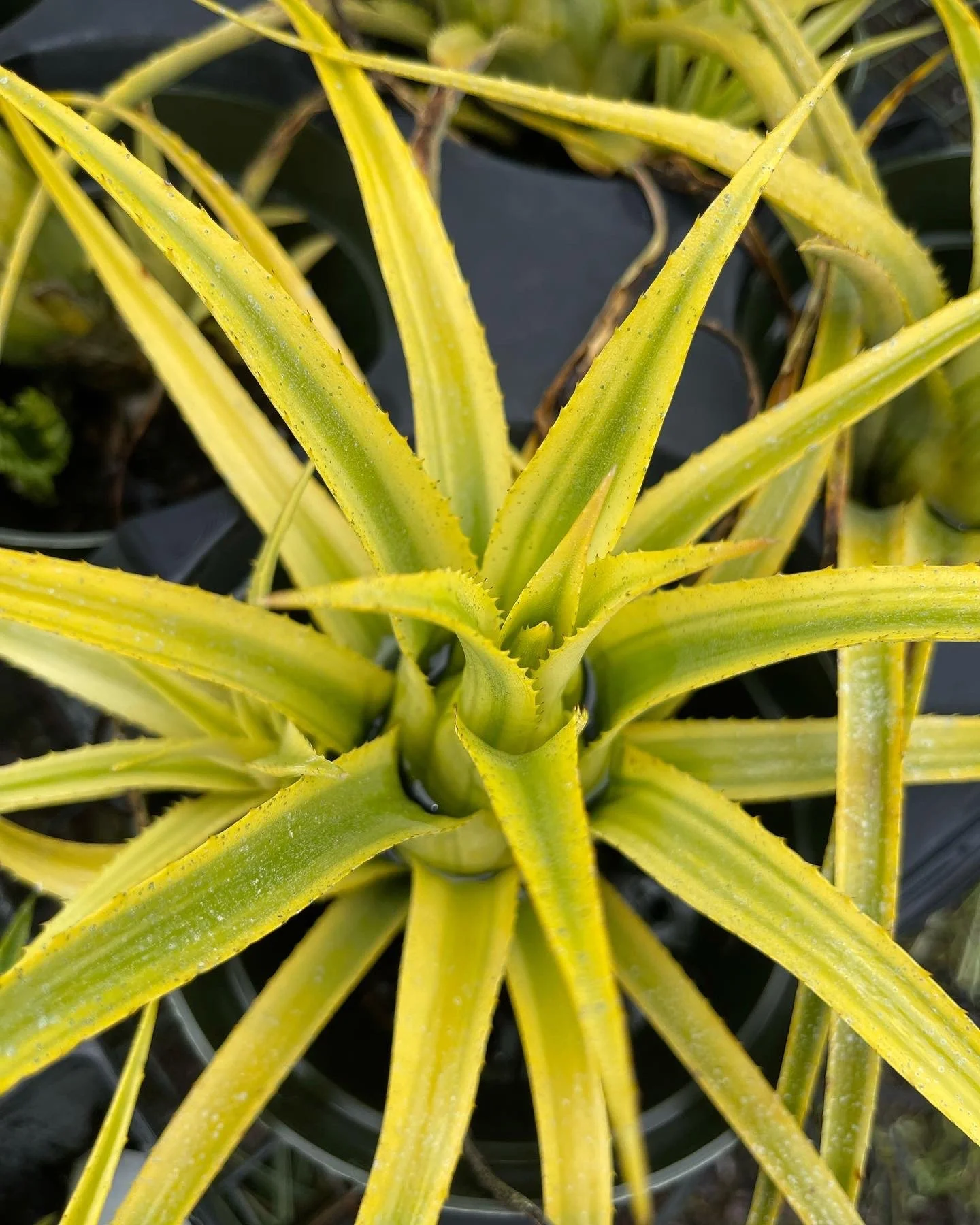 Aechmea recurvata 'Aztec Gold' (1).jpeg
