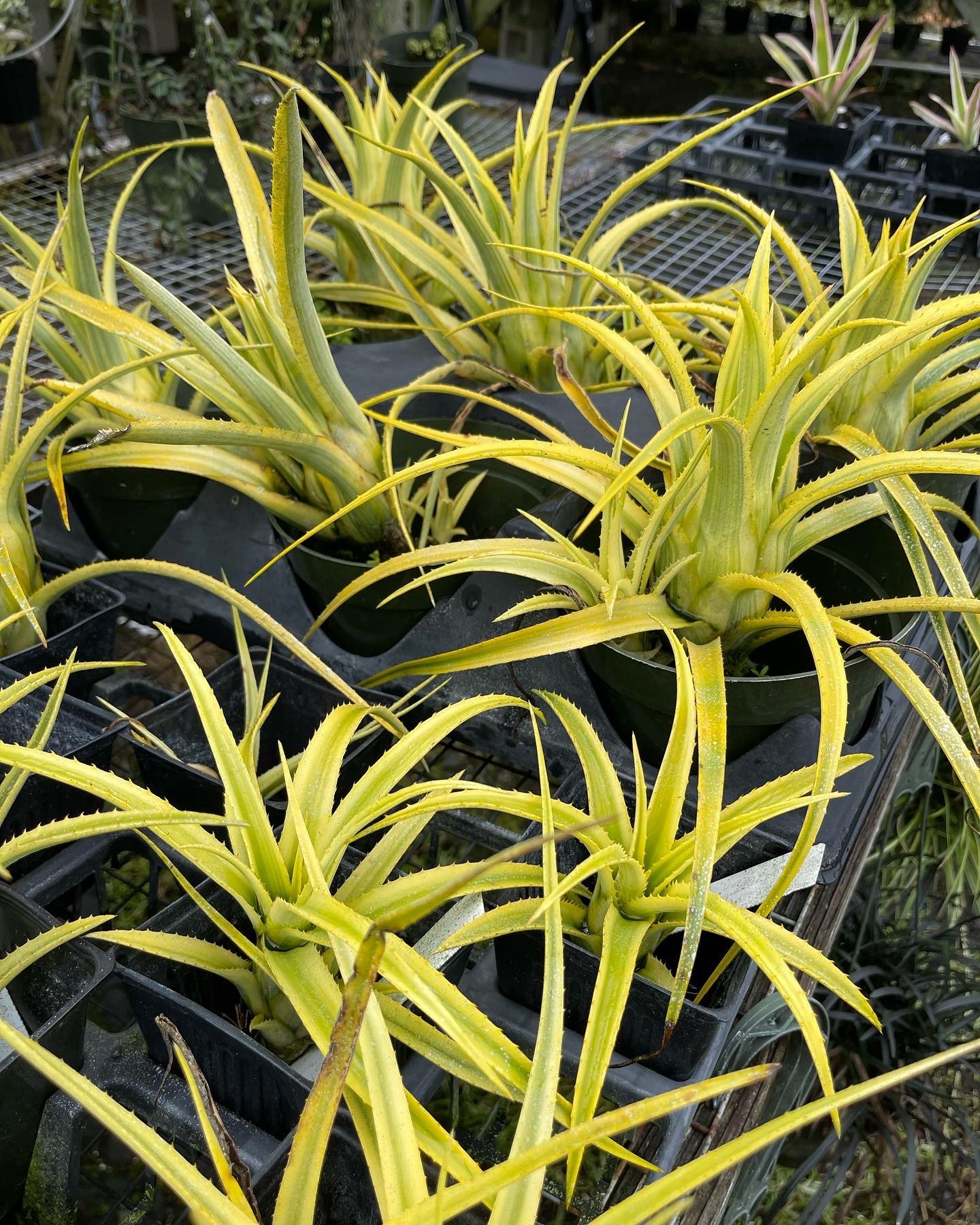 Aechmea recurvata 'Aztec Gold' (2).jpeg