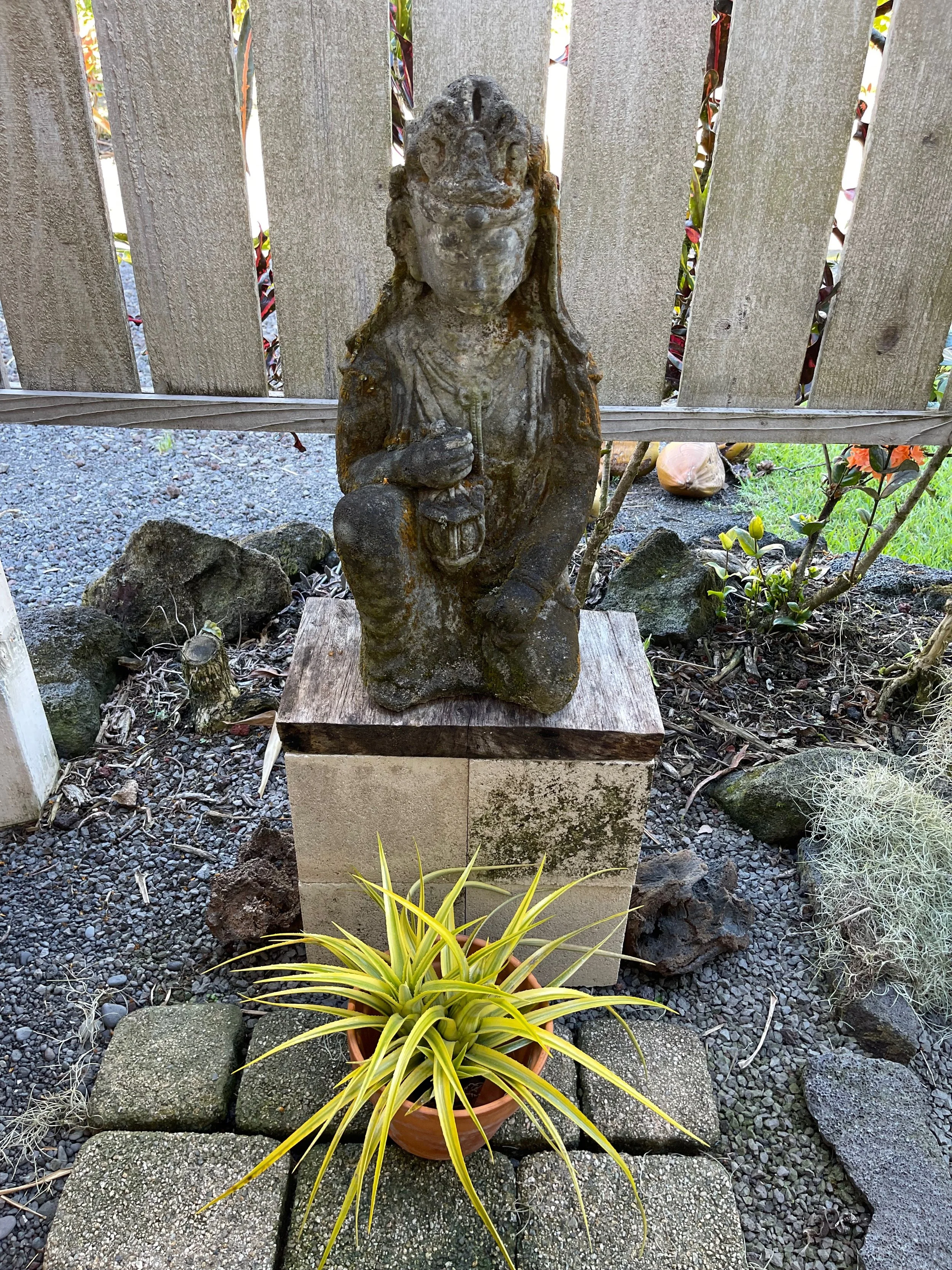 Aechmea recurvata 'Aztec Gold'.jpeg