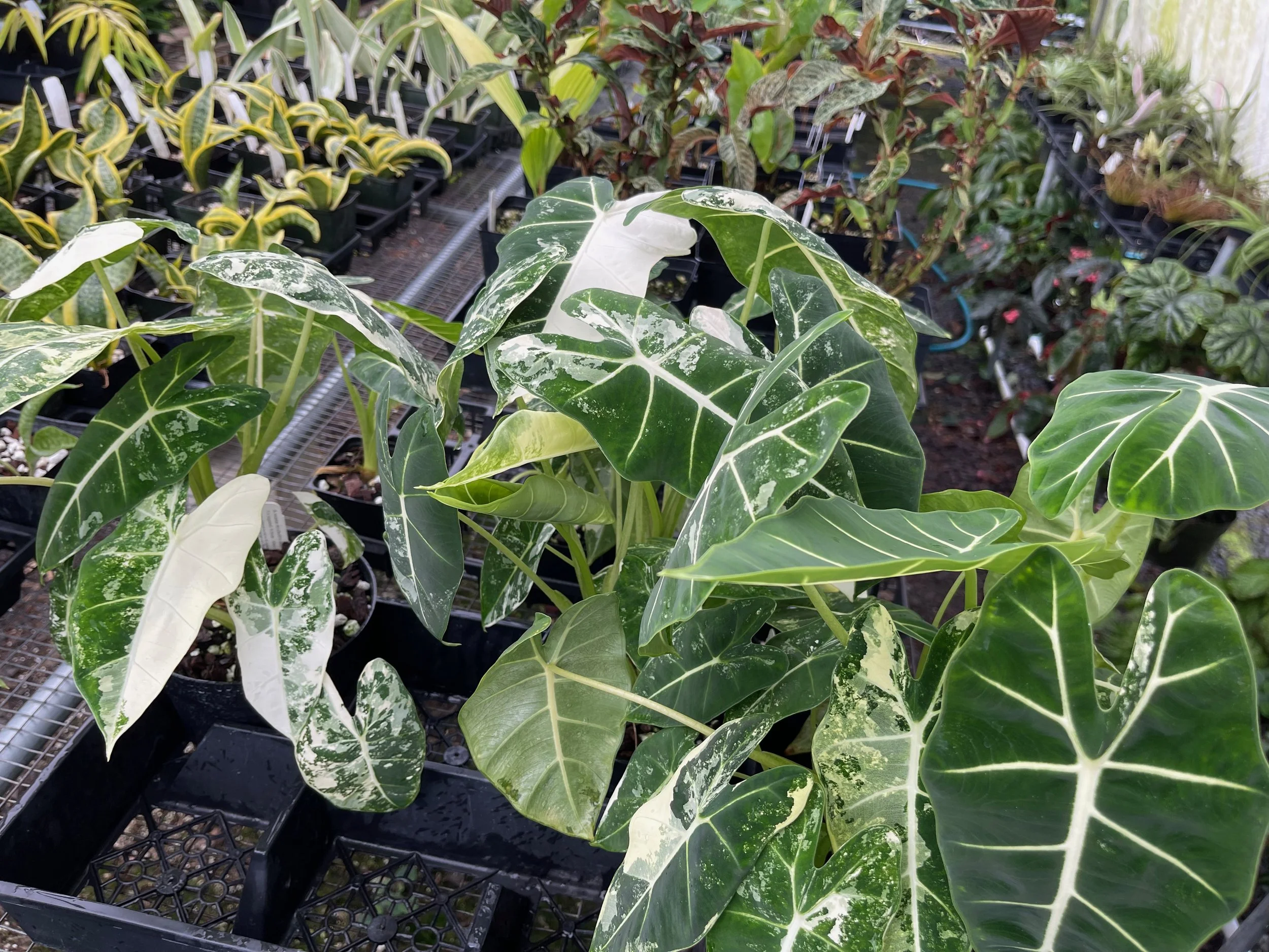 Alocasia micholitziana 'Variegated Frydek'.jpeg