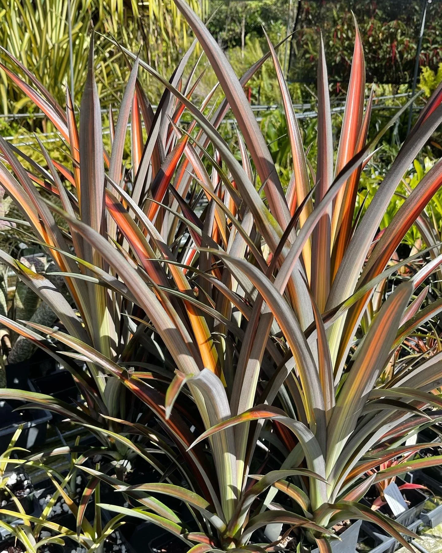 Ananas lucidus 'Lava Burst' (1).jpeg