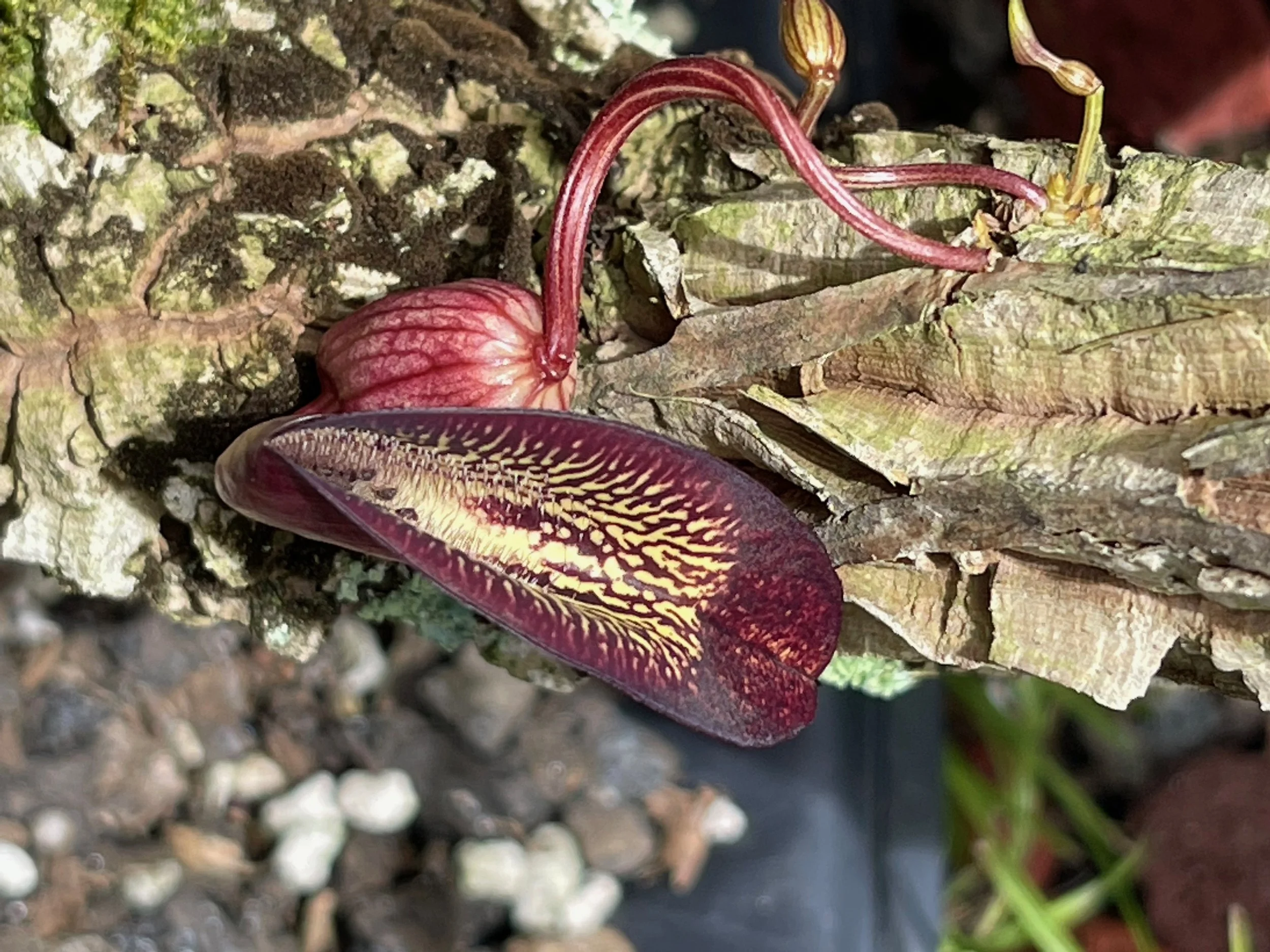 Aristolochia leuconeura.jpeg