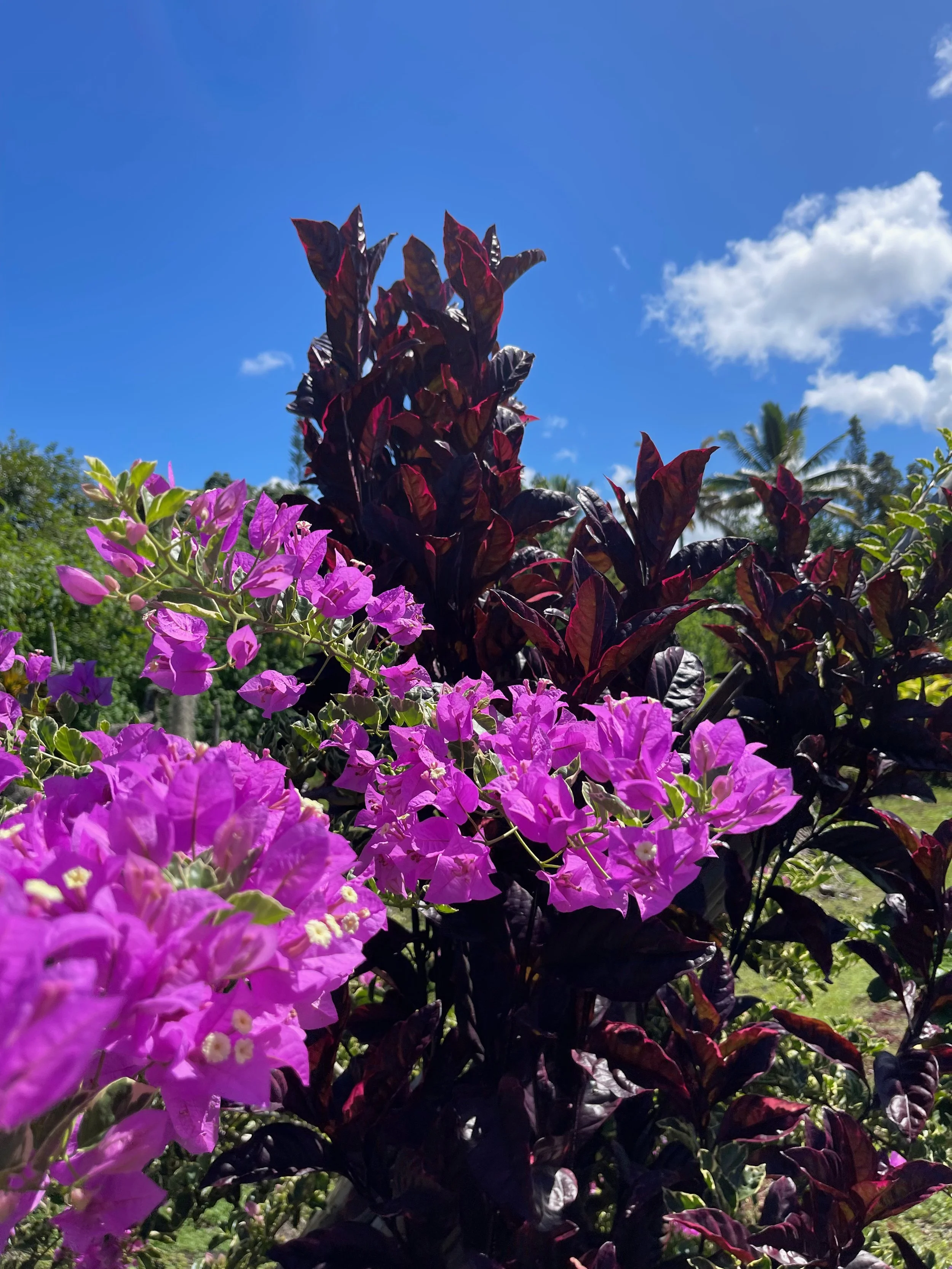 Bougainvillea 'Blueberry Ice' (2).jpeg