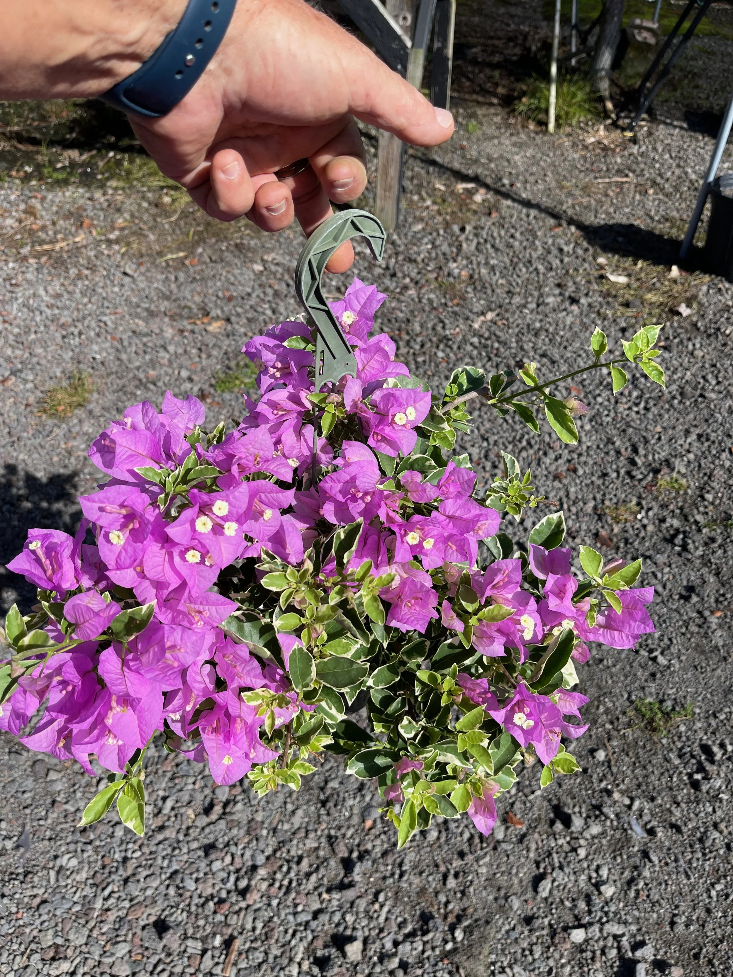 Bougainvillea 'Blueberry Ice' (1).jpeg
