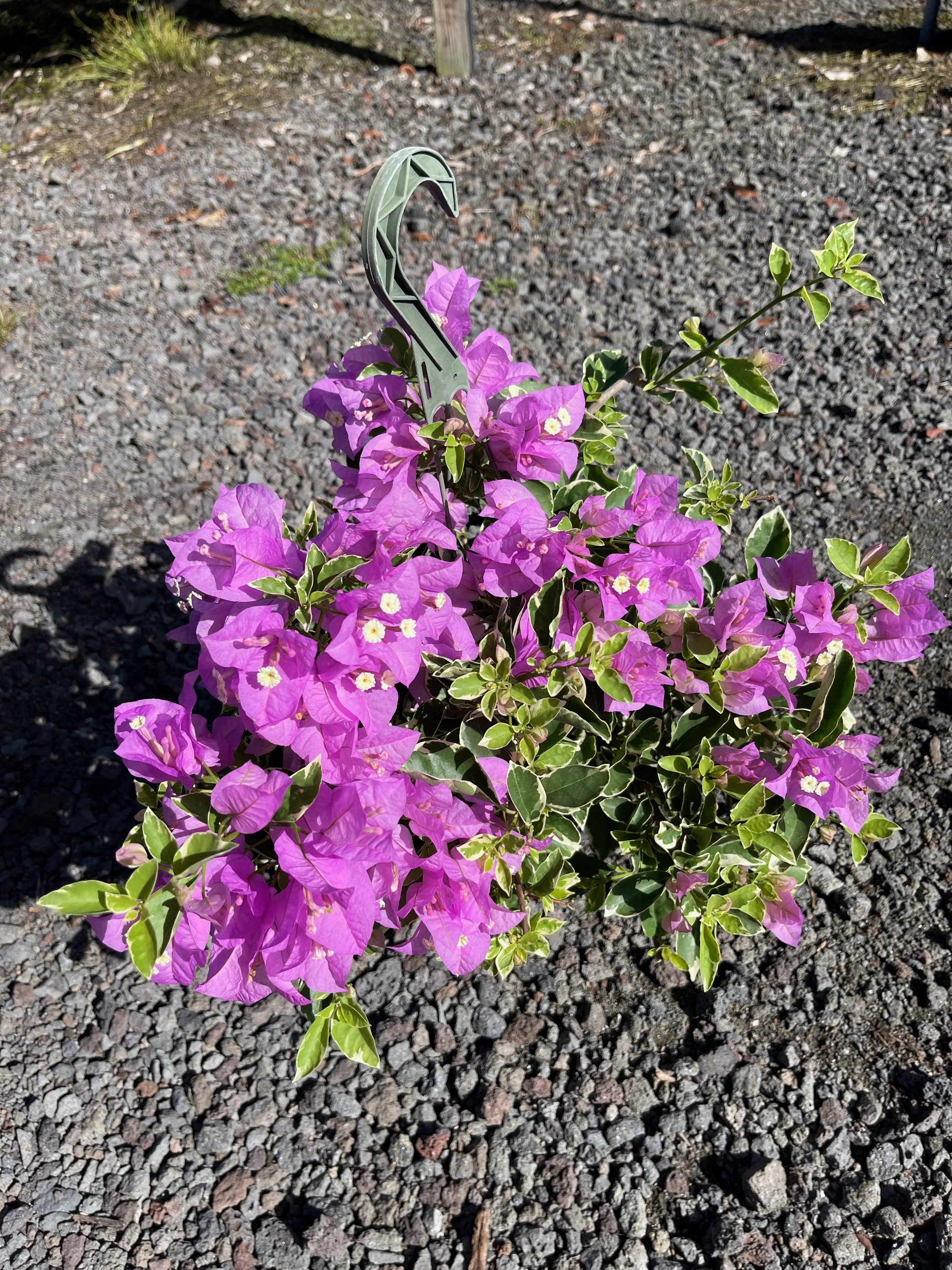 Bougainvillea 'Blueberry Ice'.jpeg