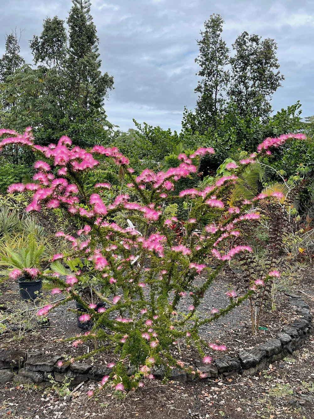 Powder Puff Tree Care