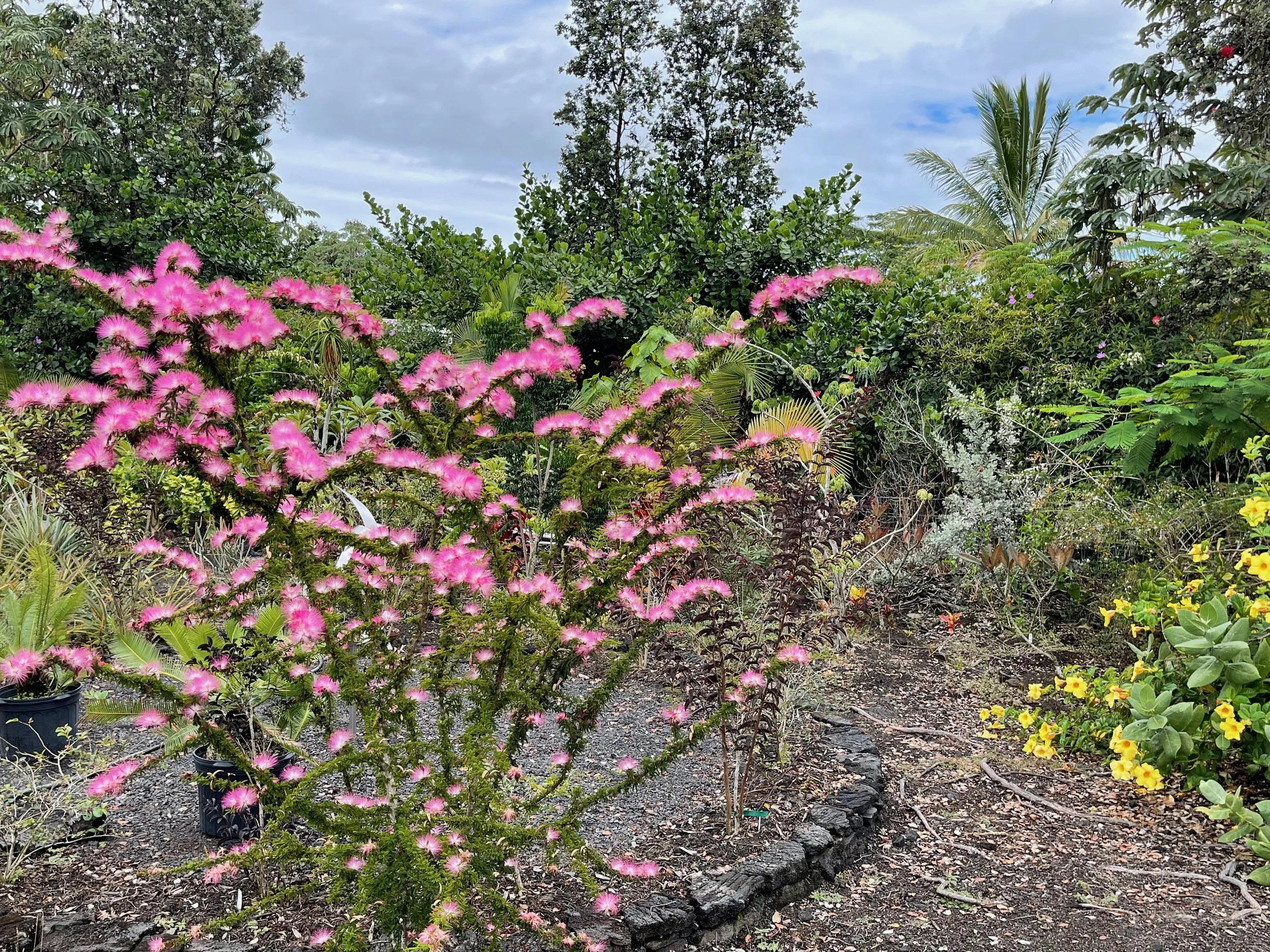 Calliandra brevipes 'Dixie Pink' — Vintage Green Farms with Tom Piergrossi