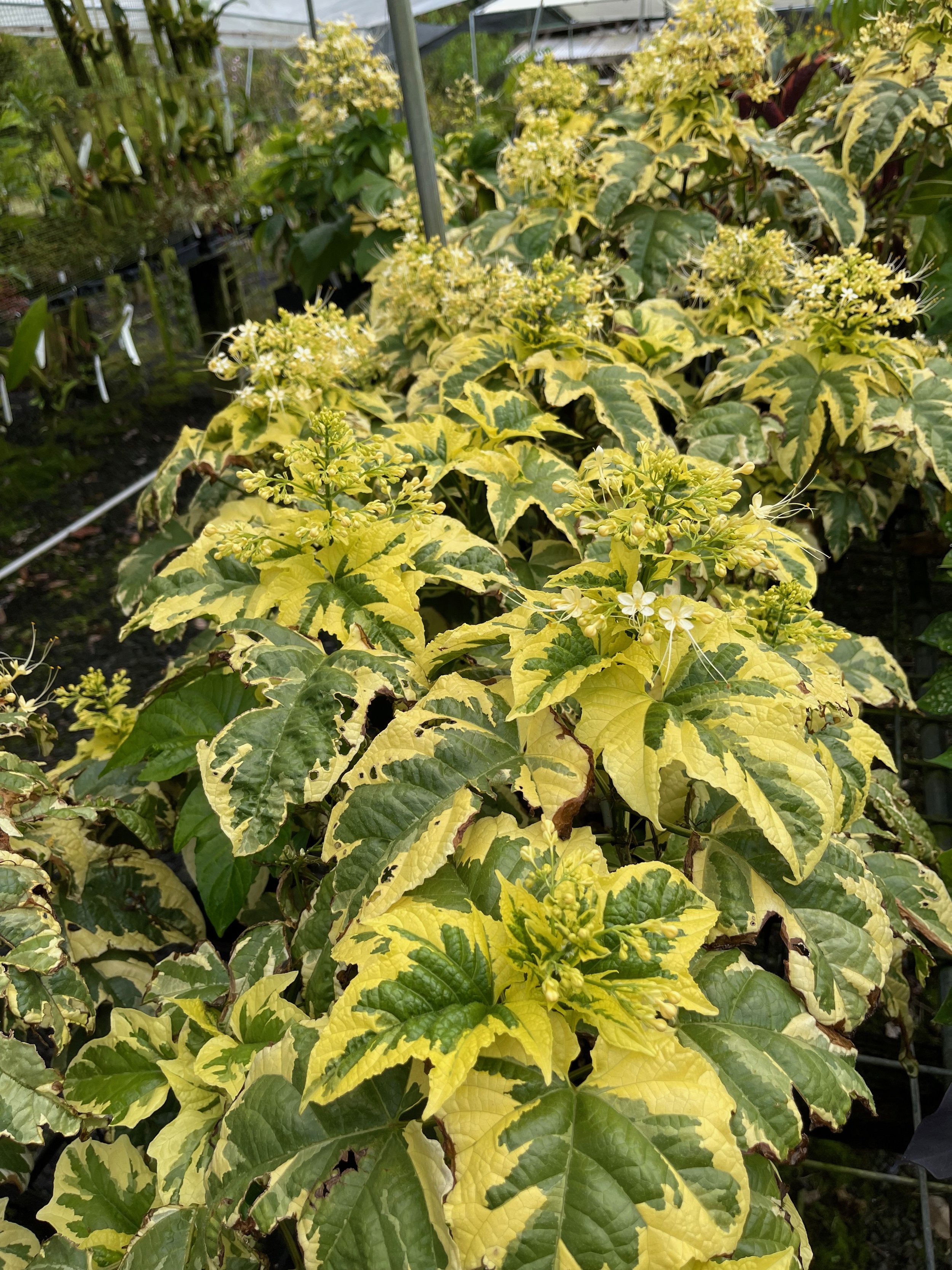 Clerodendrum paniculatum 'Lemon Italian Ice'.jpeg