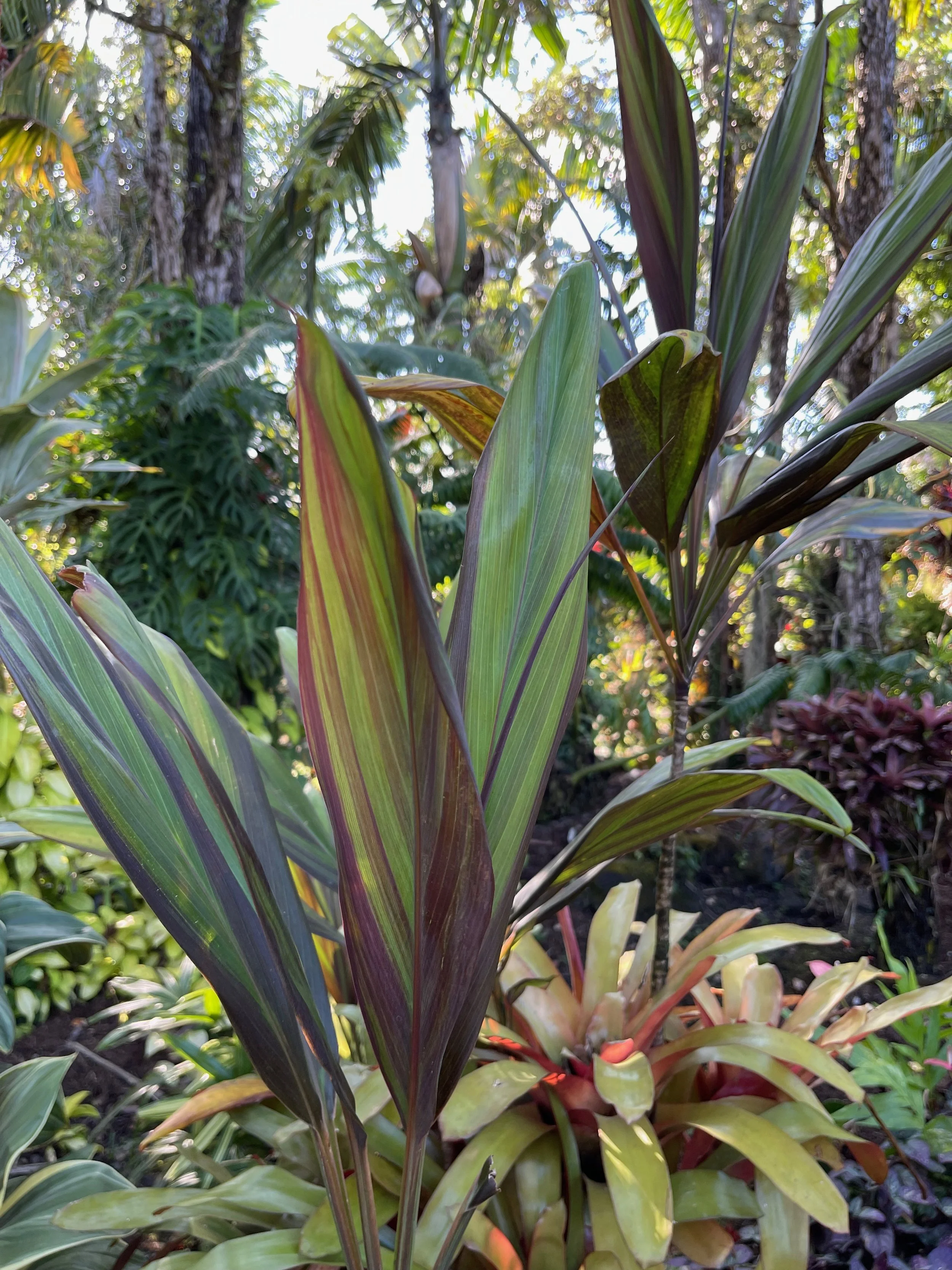 Cordyline terminalis 'Pele's Smoke'.jpeg