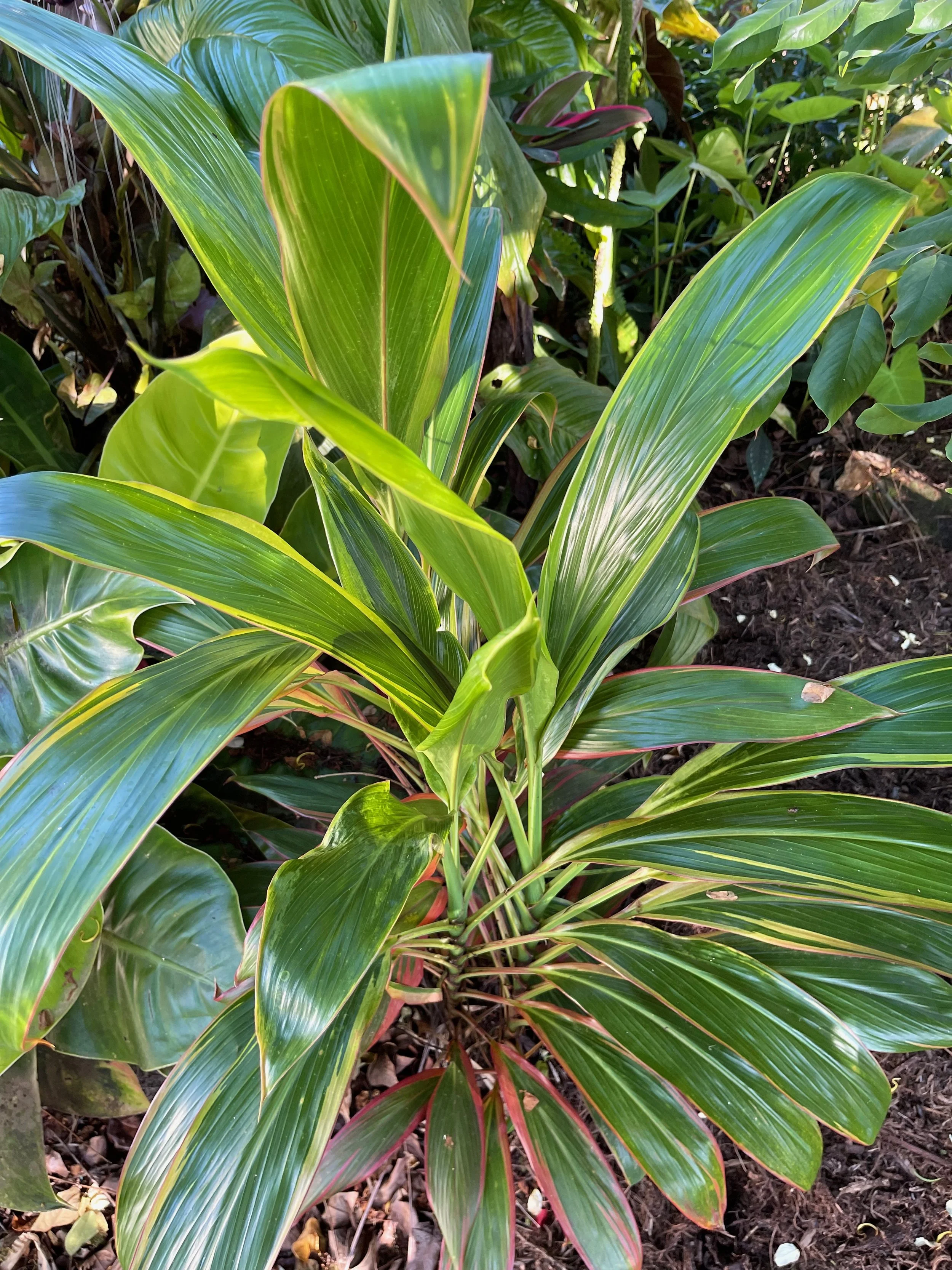 Cordyline terminalis 'Subertii'.jpeg
