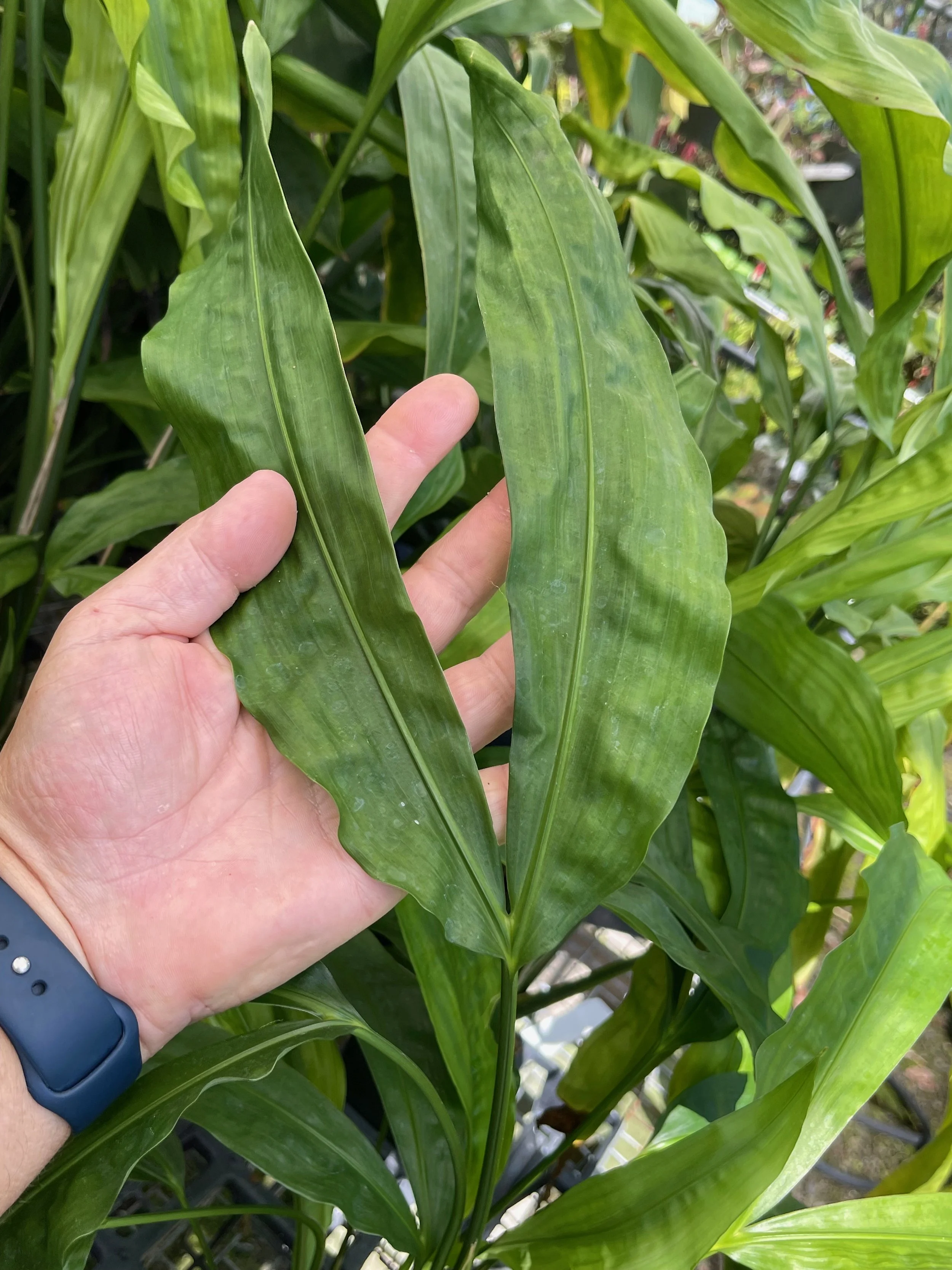 Cyclanthus bipartitus (1).jpeg
