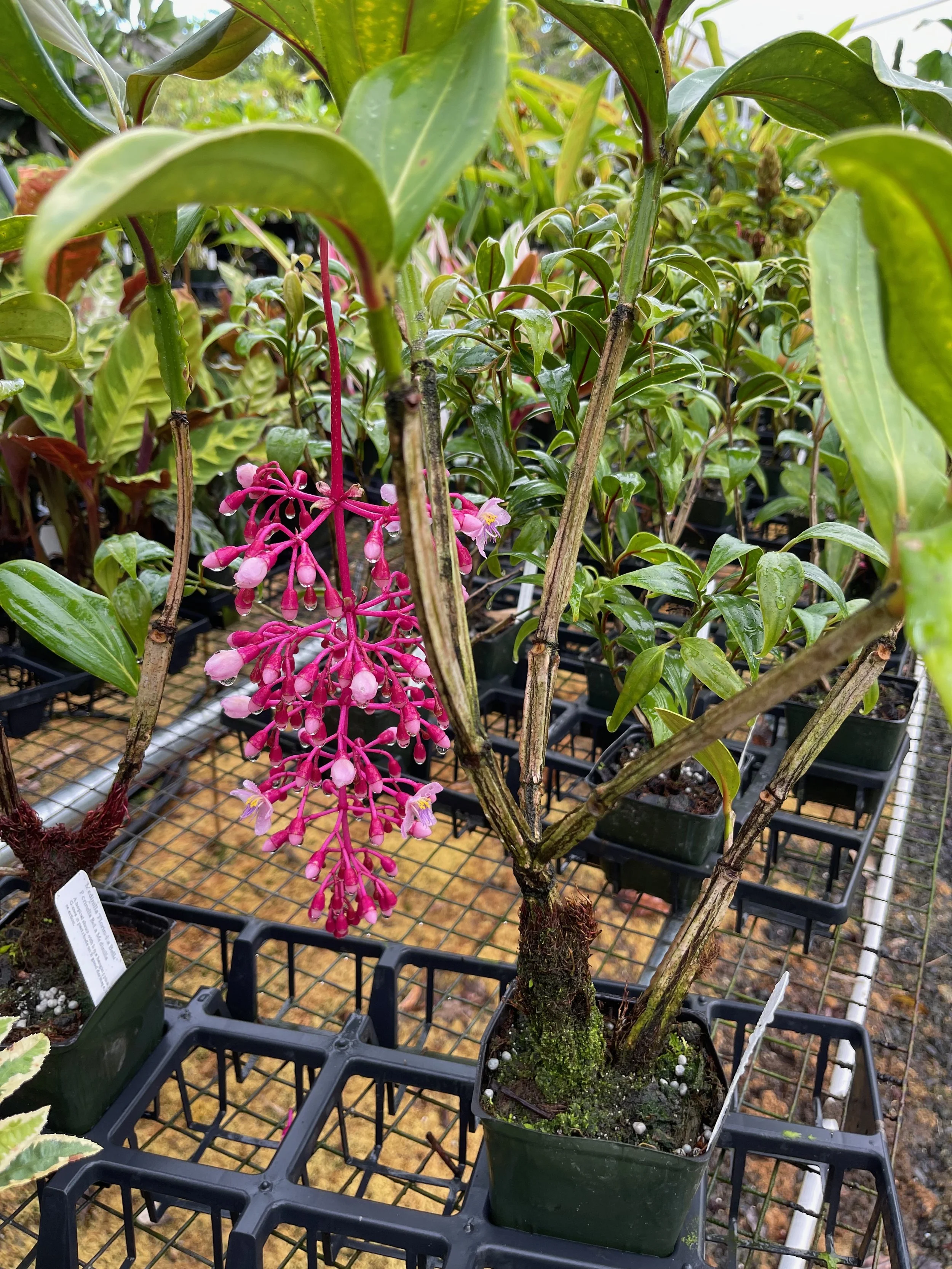 Medinilla 'Florinella Bella'.jpeg