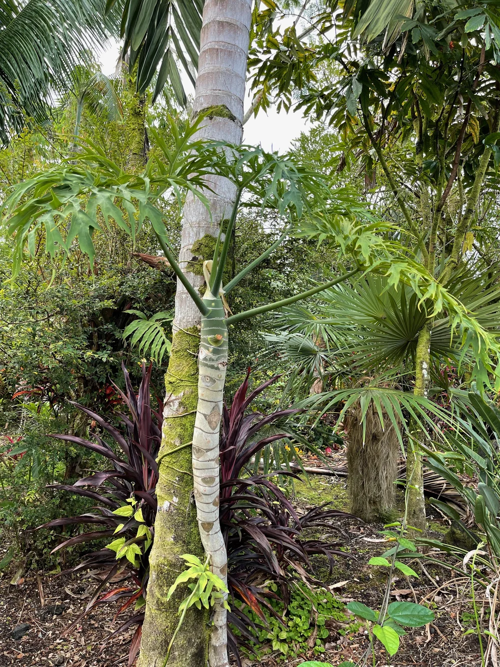 philodendron caramel marble kaufen Philodendron Caramel Marble  NABAT