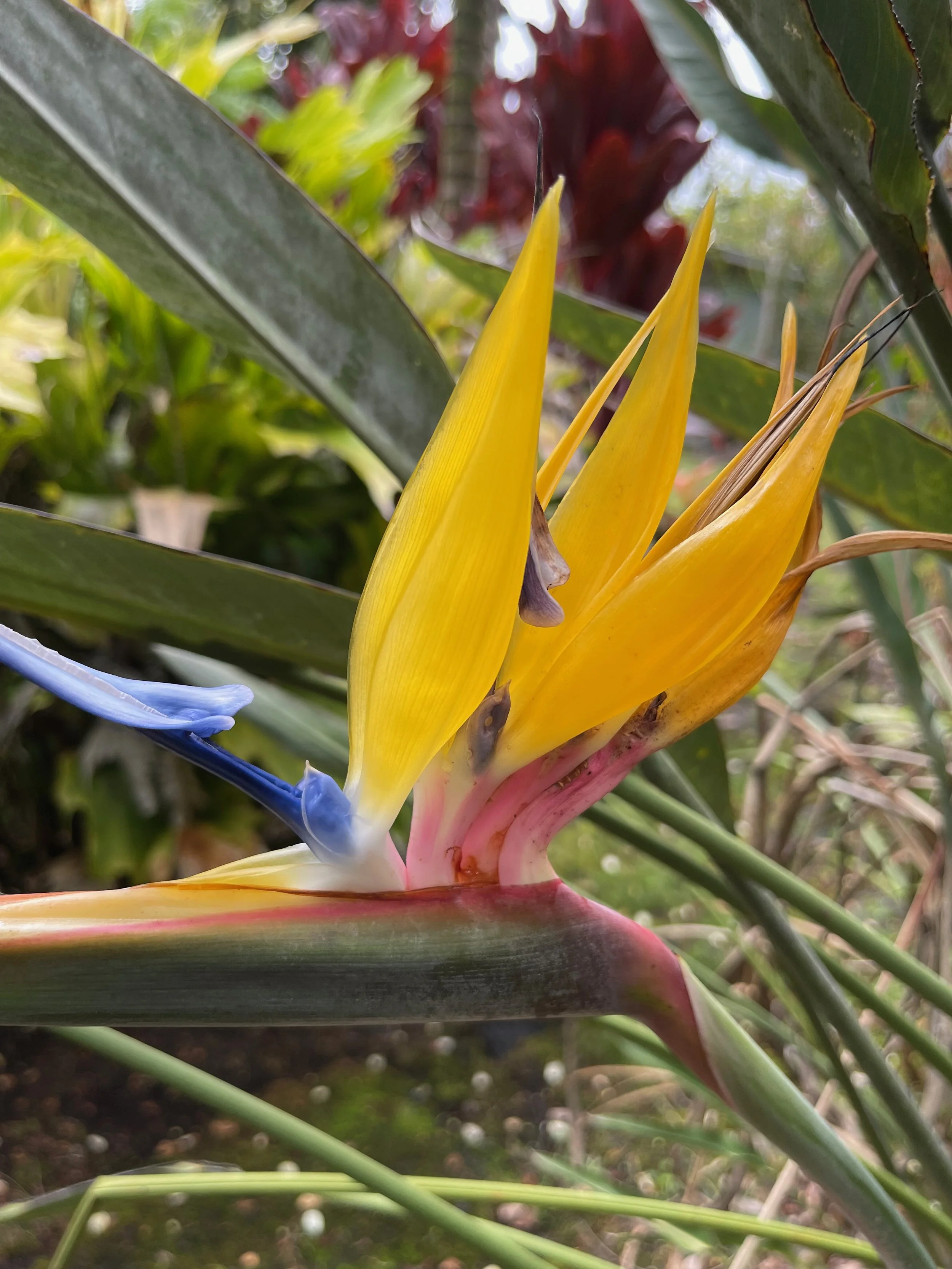 Strelitzia reginae 'Goldcrest' (1).jpeg