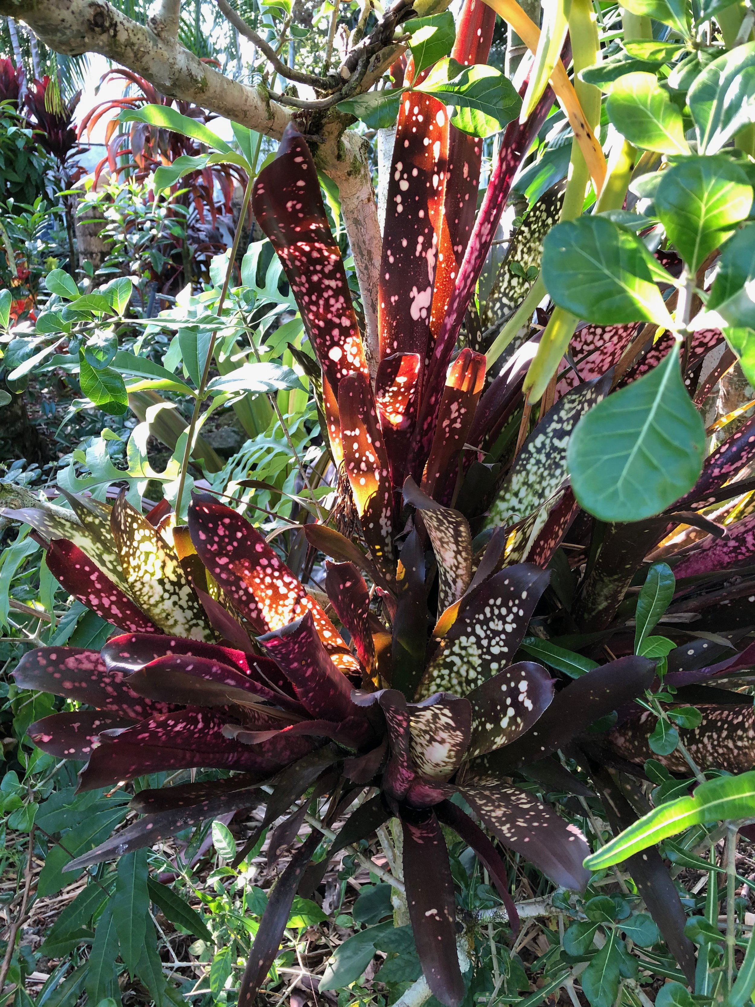 Billbergia ‘Hallelujah’ (1).jpeg