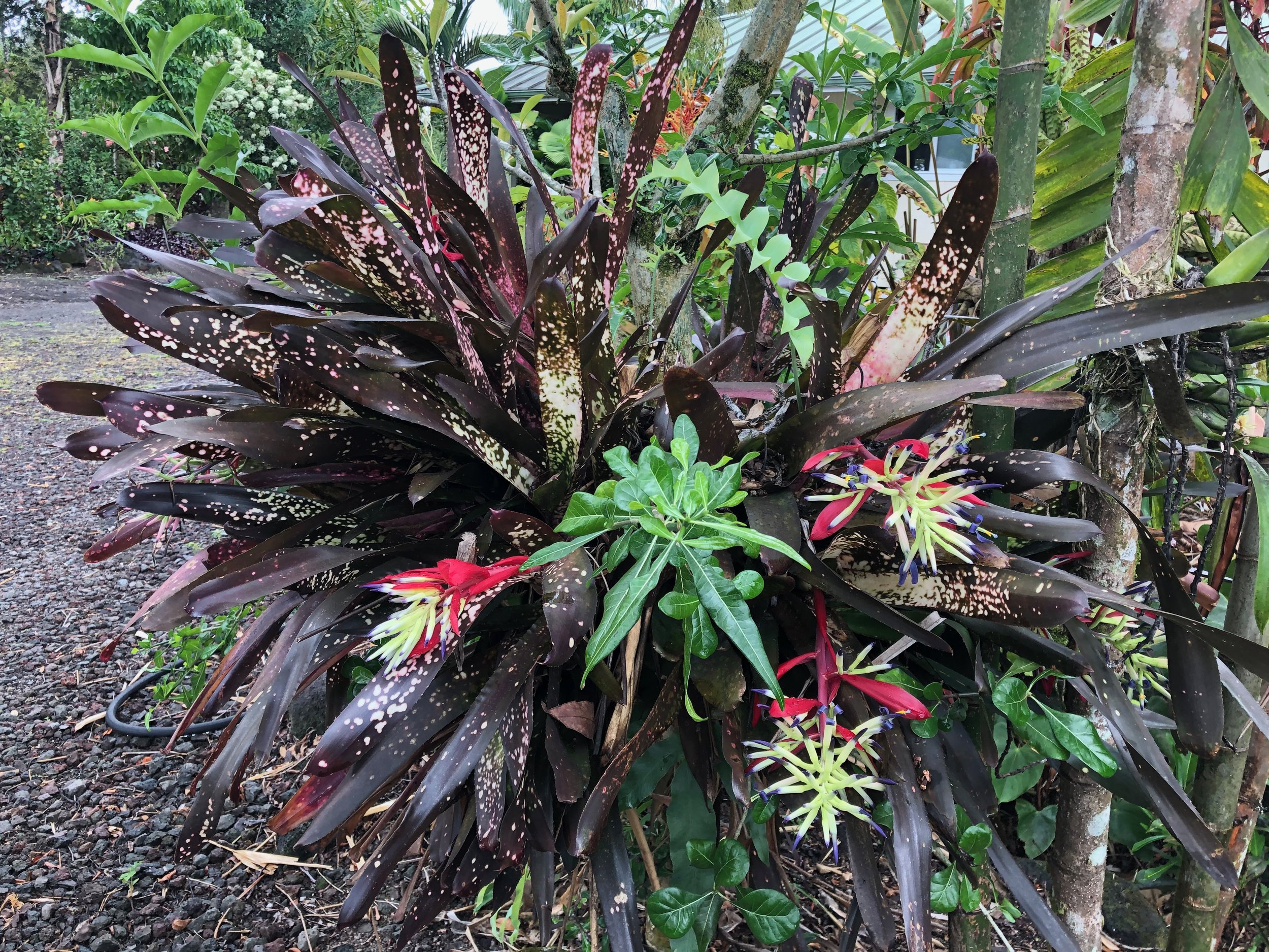 Billbergia ‘Hallelujah’ (2).jpeg