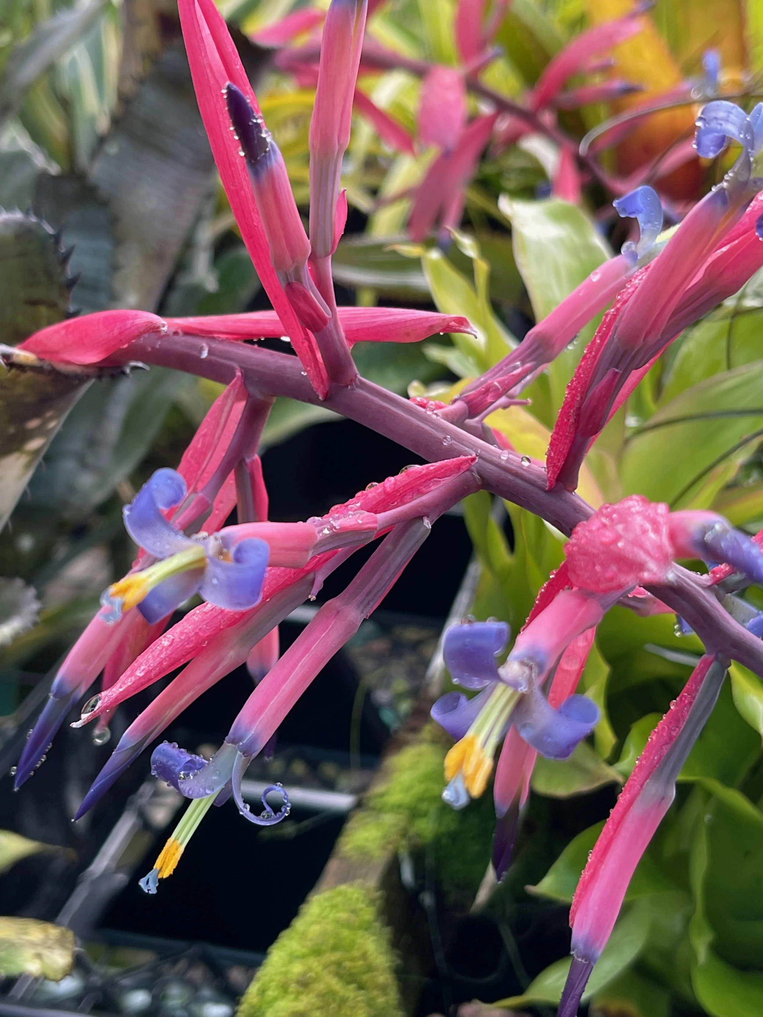 Billbergia 'White Dream'.jpeg
