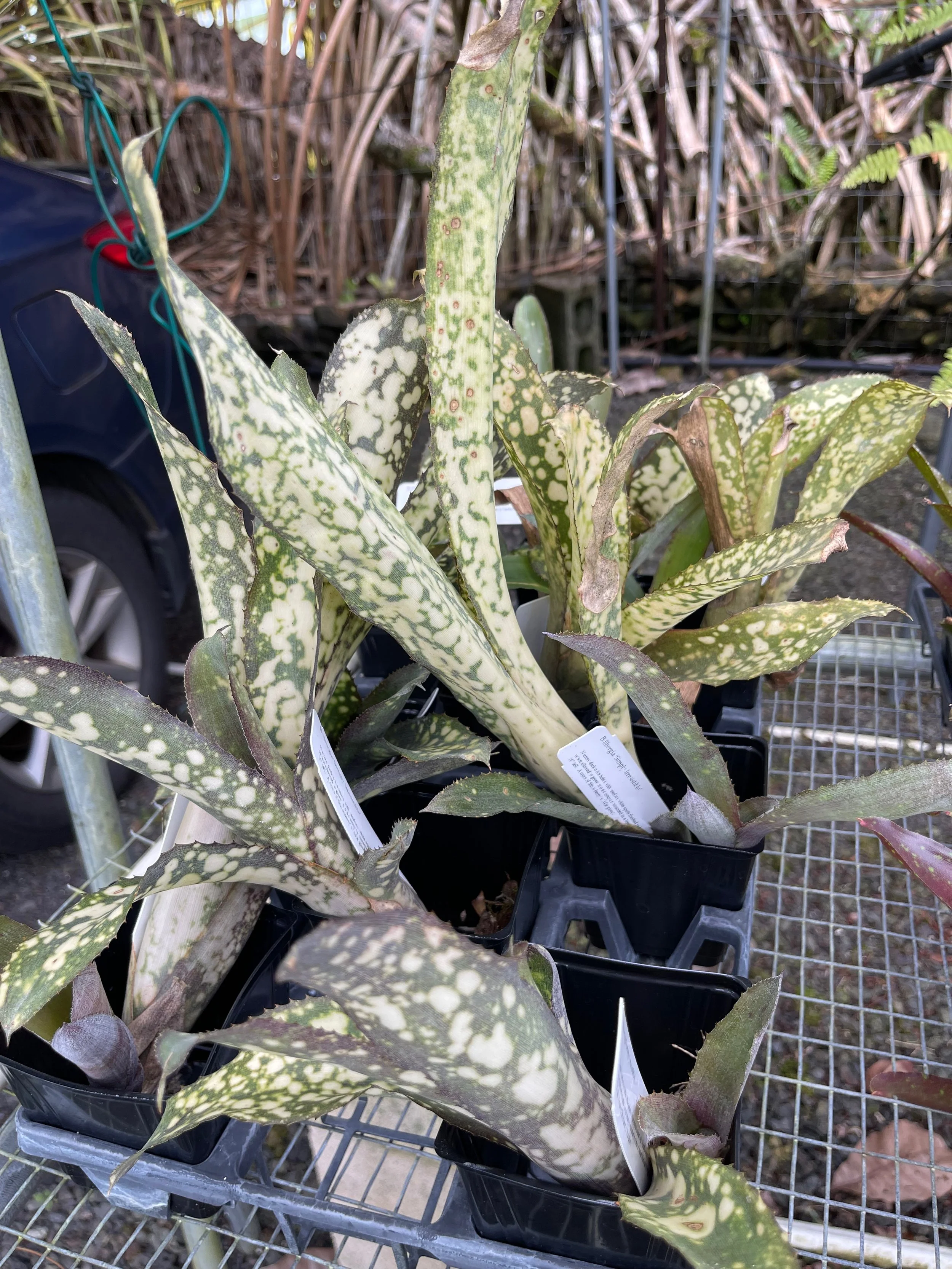 Billbergia 'White Dream' (2).jpeg