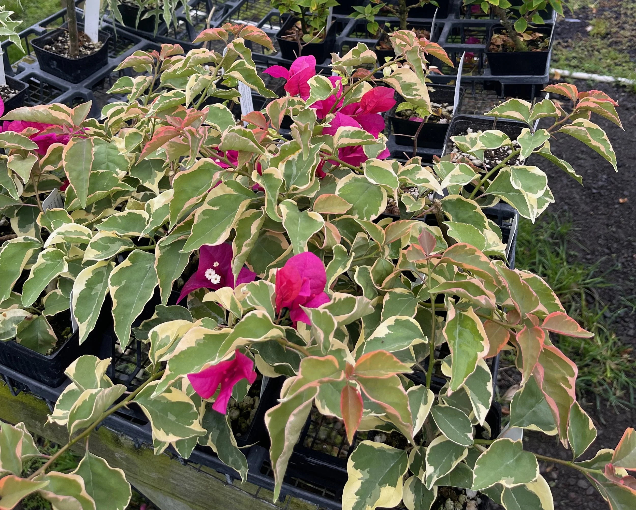 Bougainvillea 'Raspberry Ice'.jpeg