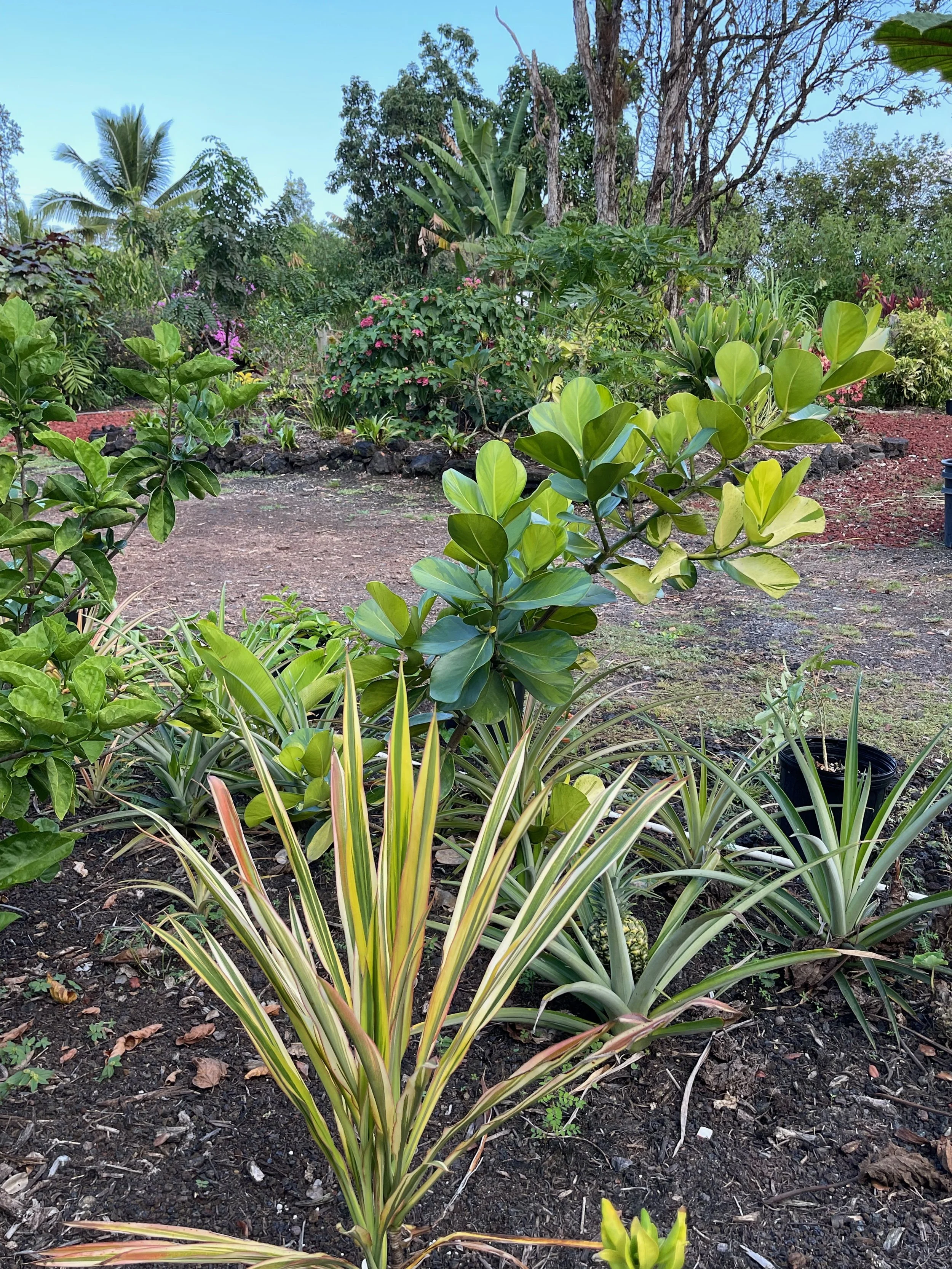 Cordyline terminalis 'Lemon Twist'.jpeg