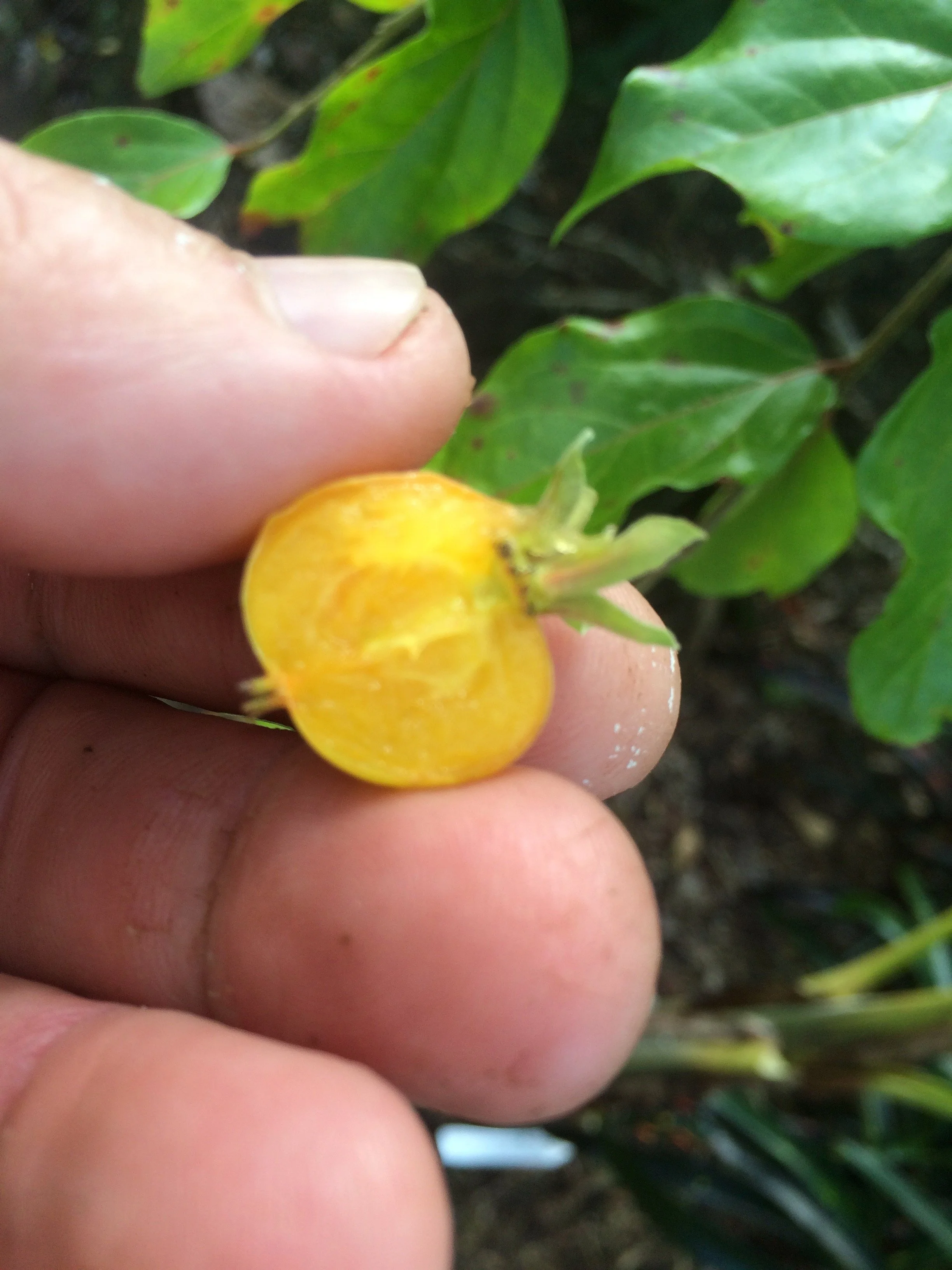 Dovyalis abyssinica x hedecarpa (1).jpeg
