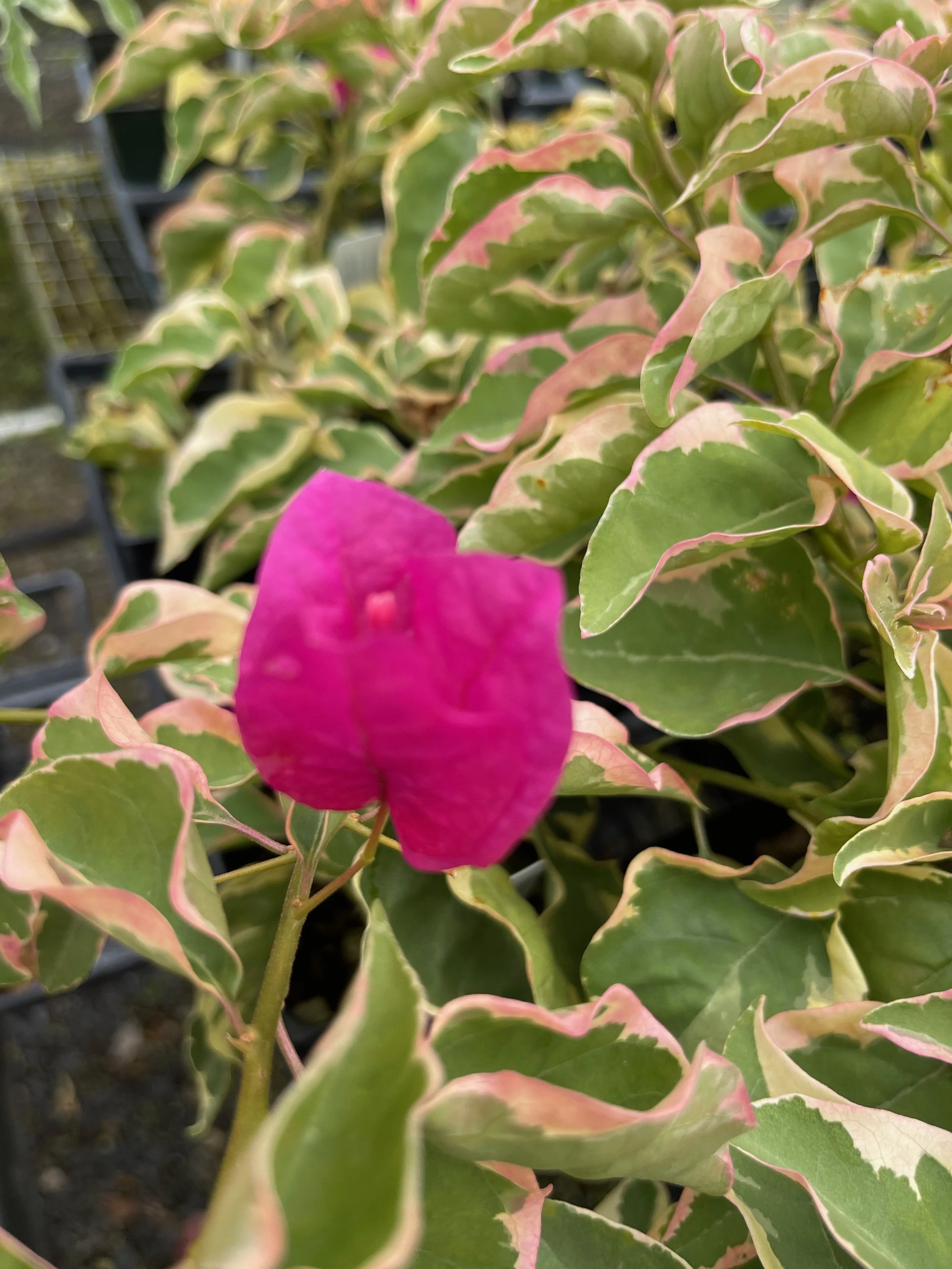 Bougainvillea 'Raspberry Ice'.jpeg
