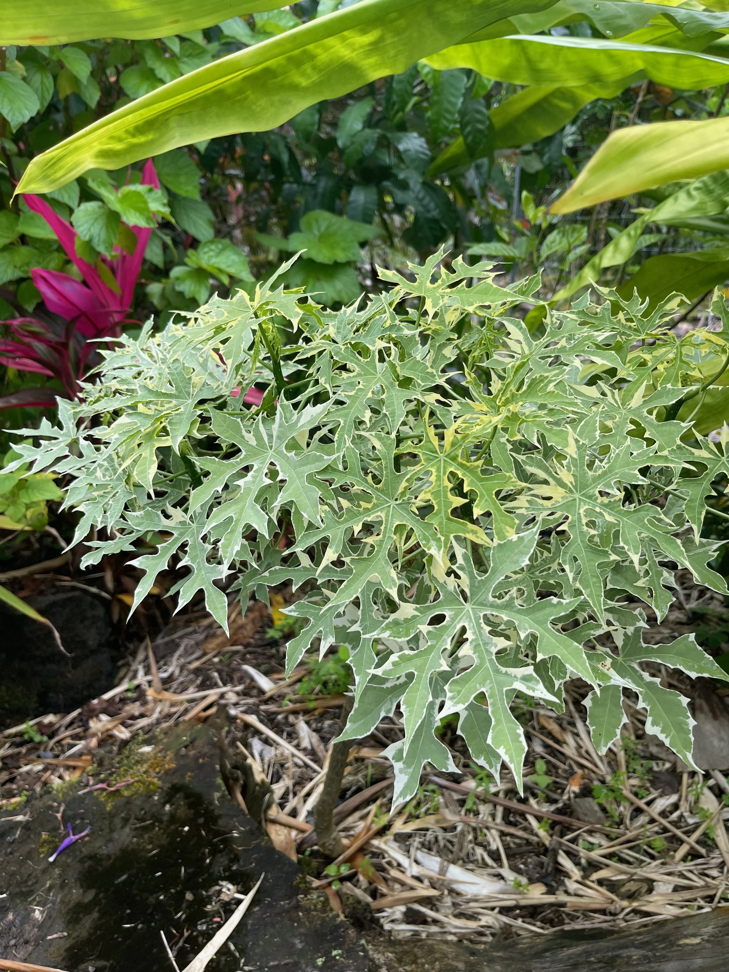 Cnidoscolus aconitifolius variegatus (Jatropha) (1).jpeg