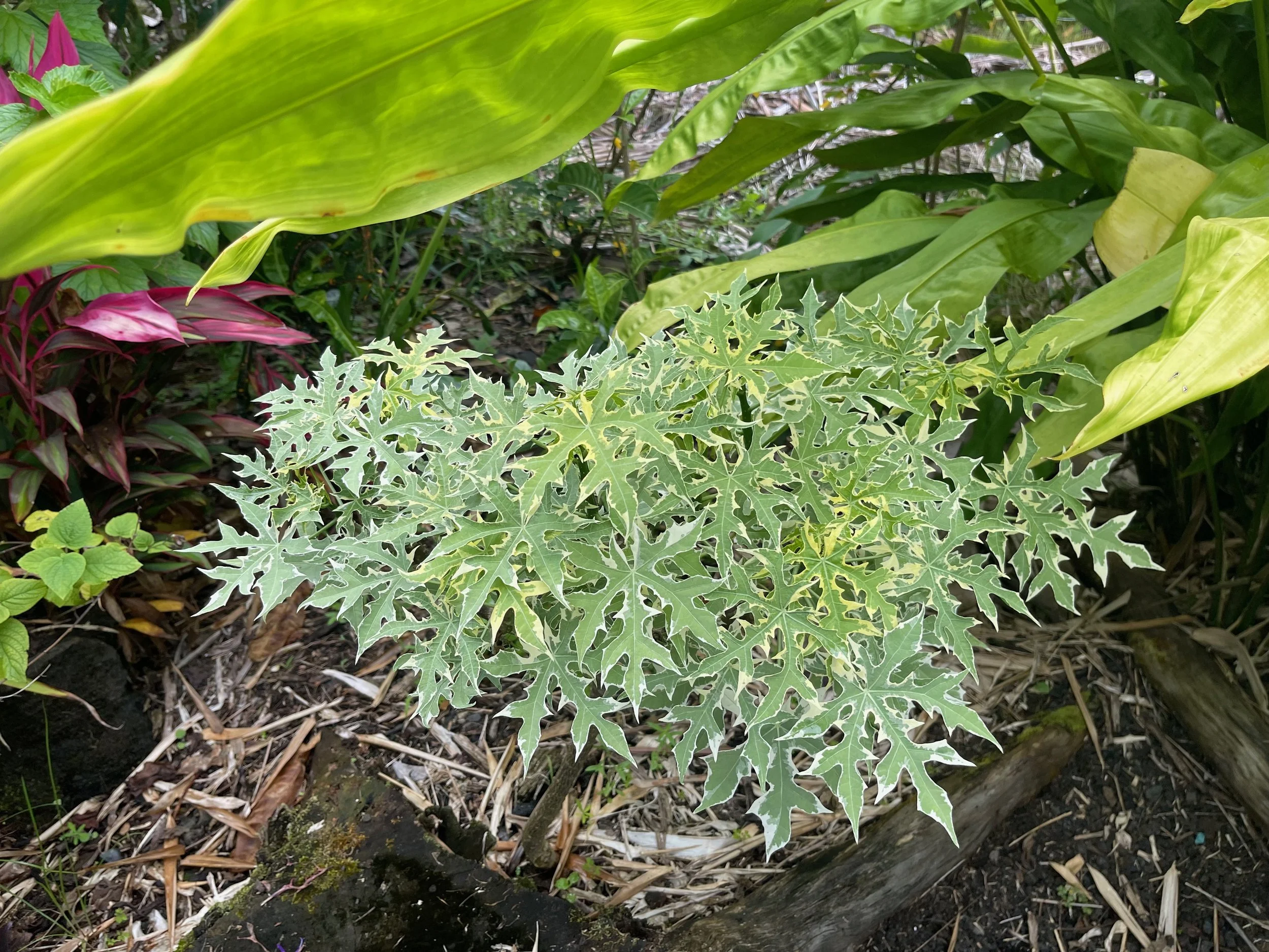 Cnidoscolus aconitifolius variegatus (Jatropha).jpeg
