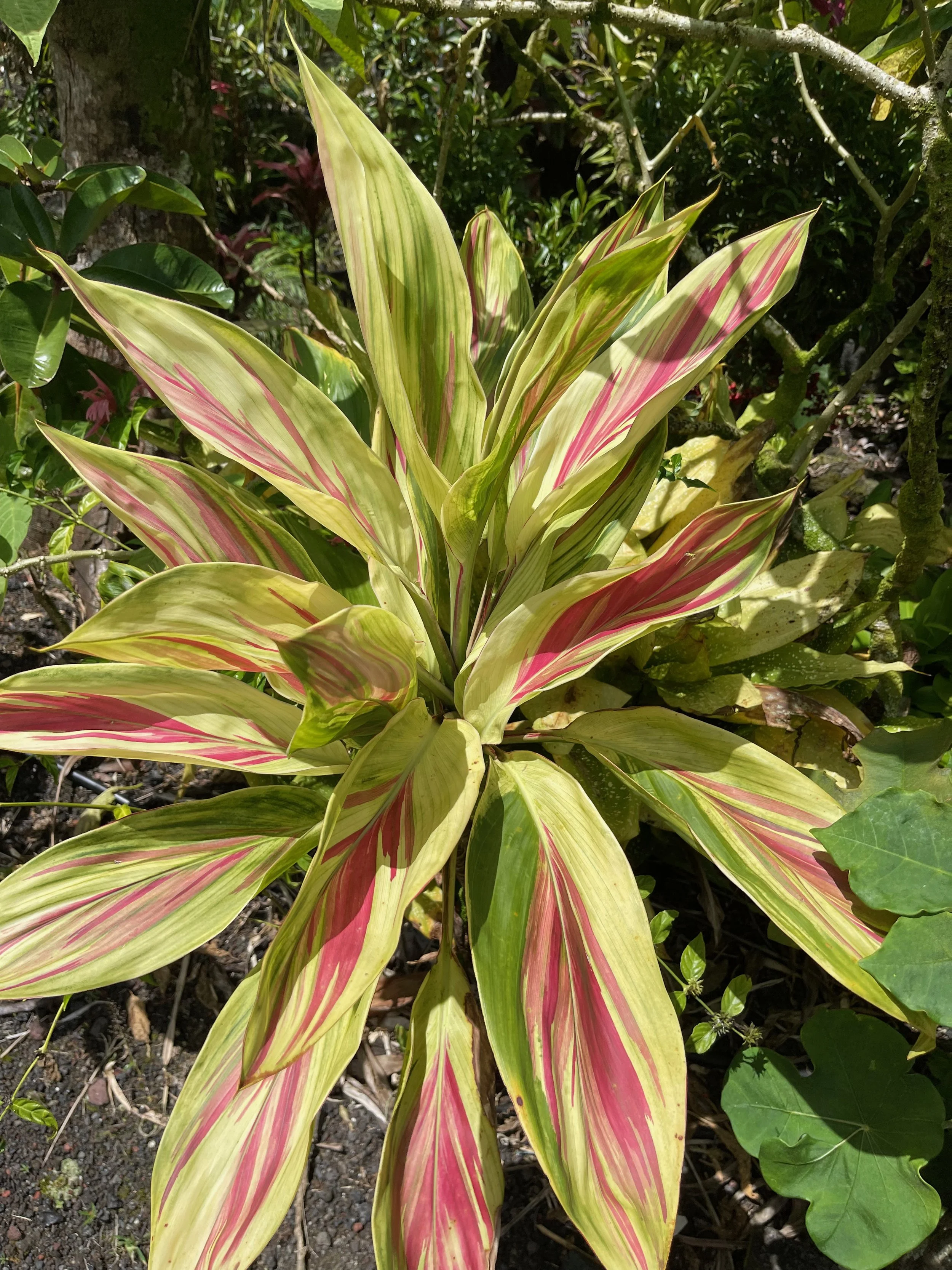 Cordyline terminalis 'Exotica' (Syn. 'Tricolor) (4).jpeg
