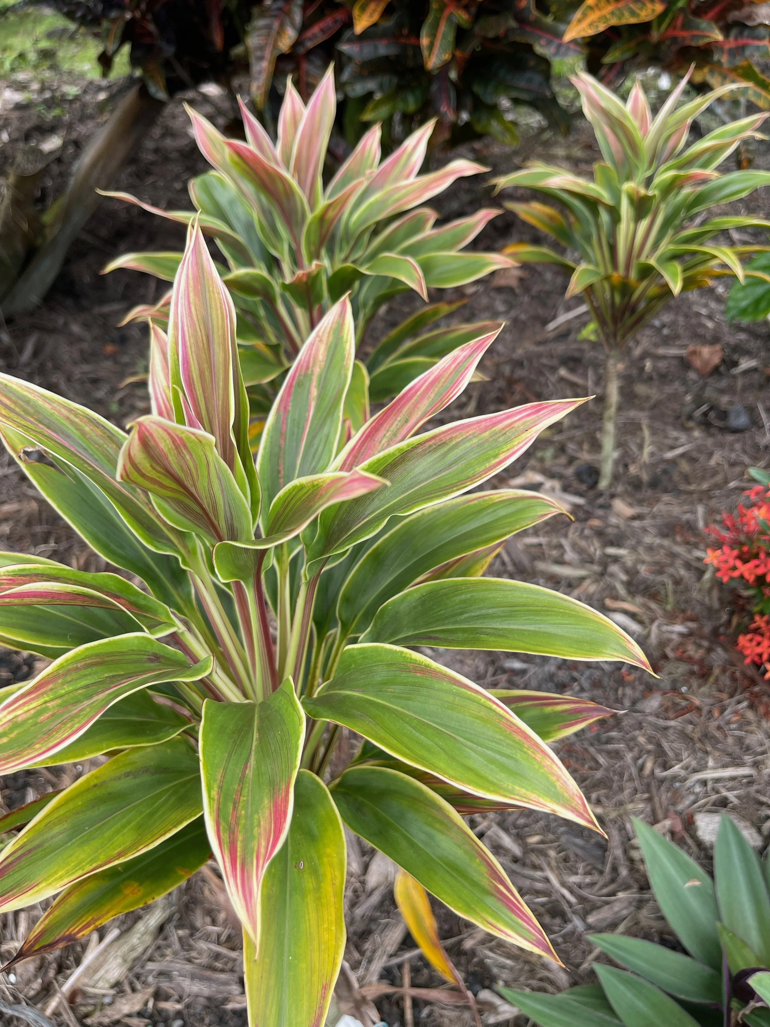 Cordyline terminalis (Mini Hawaiian Flag) (1).jpeg