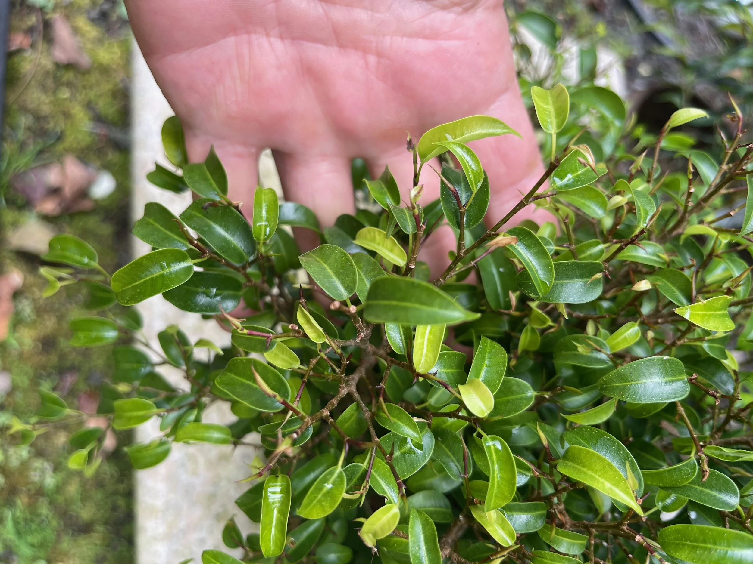 Ficus - Figs — Vintage Green Farms with Tom Piergrossi