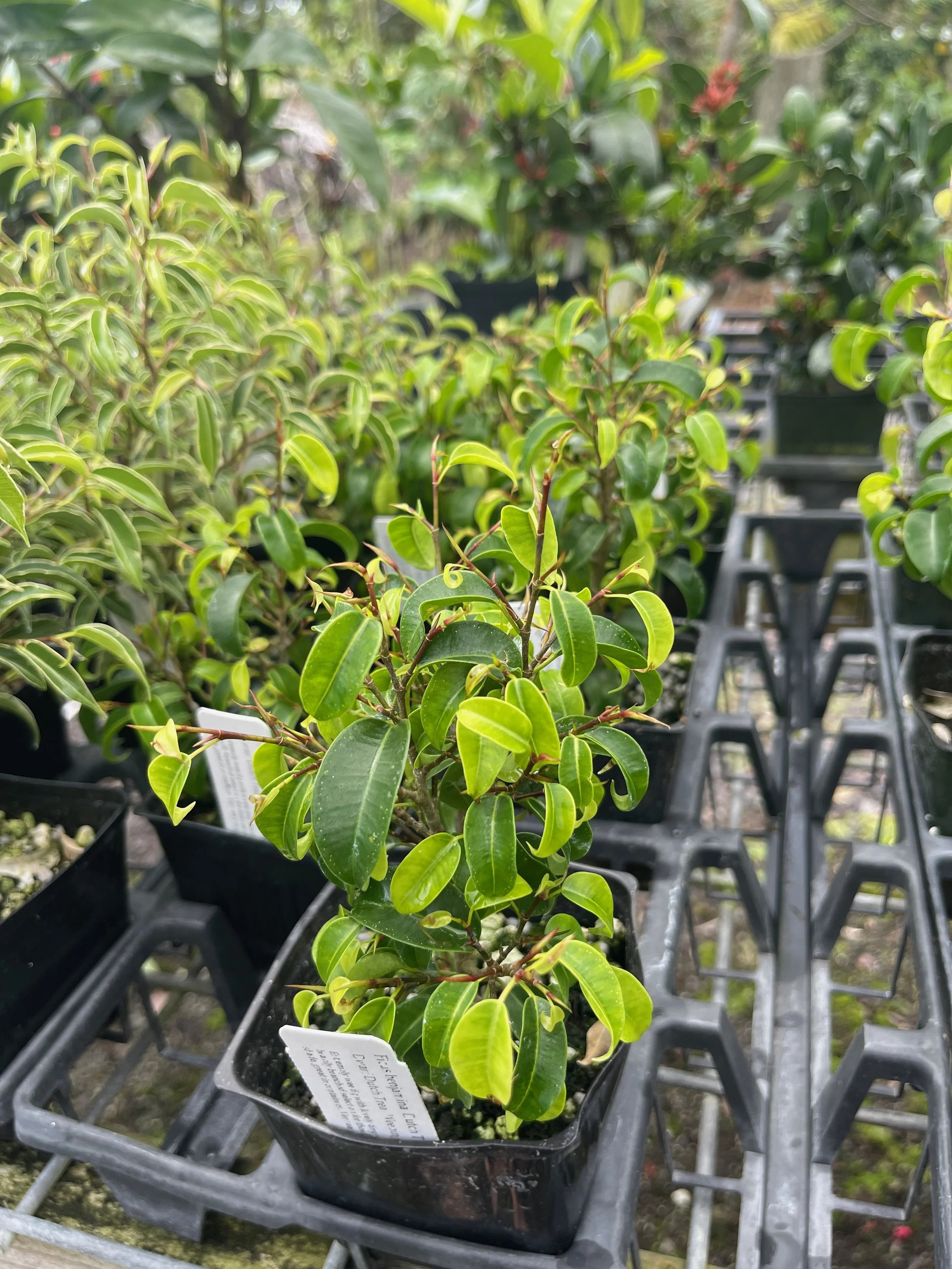 Ficus benjamina 'Dutch Treat' (3).jpeg