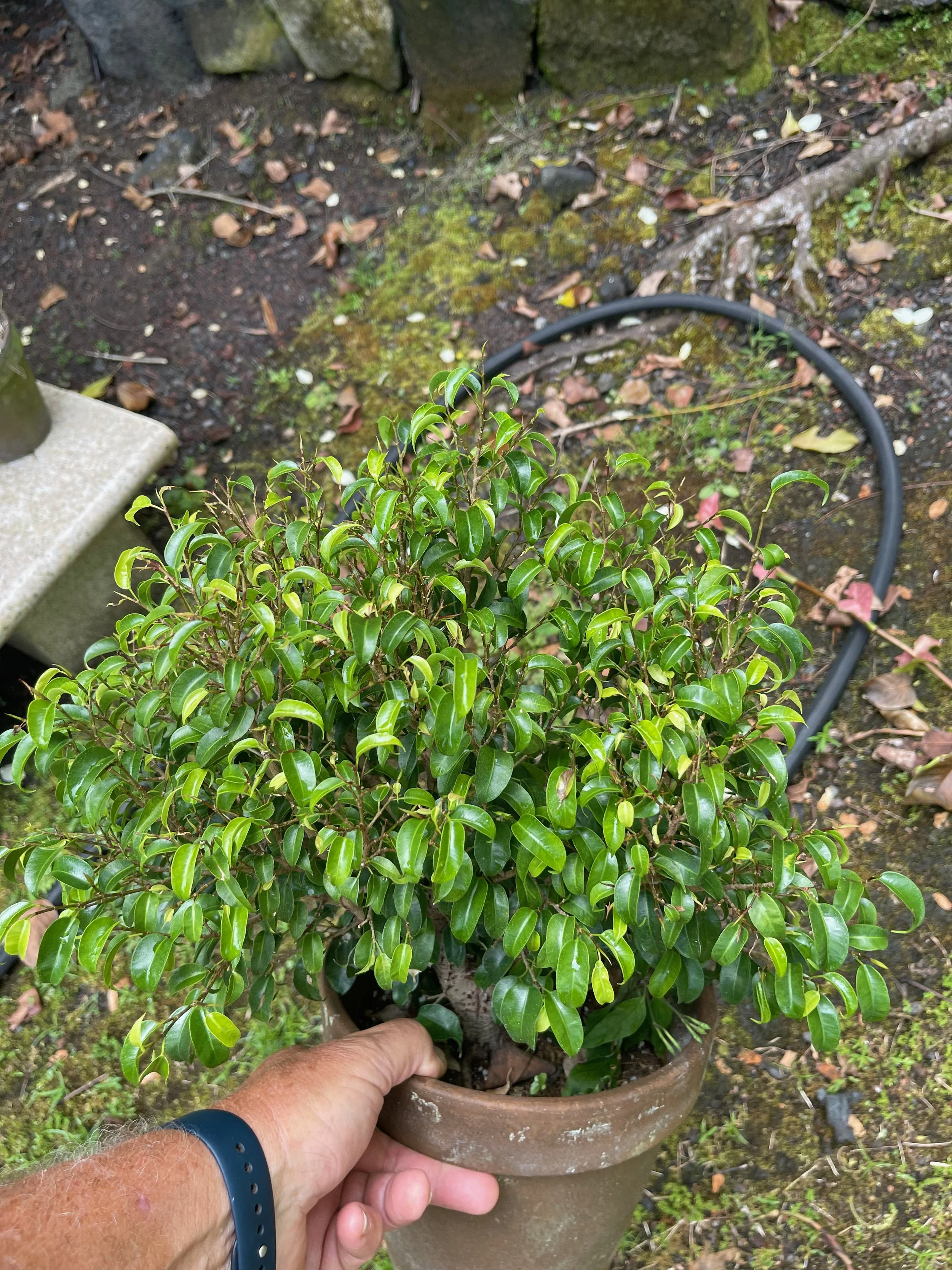 Ficus benjamina 'Dutch Treat' (1).jpeg