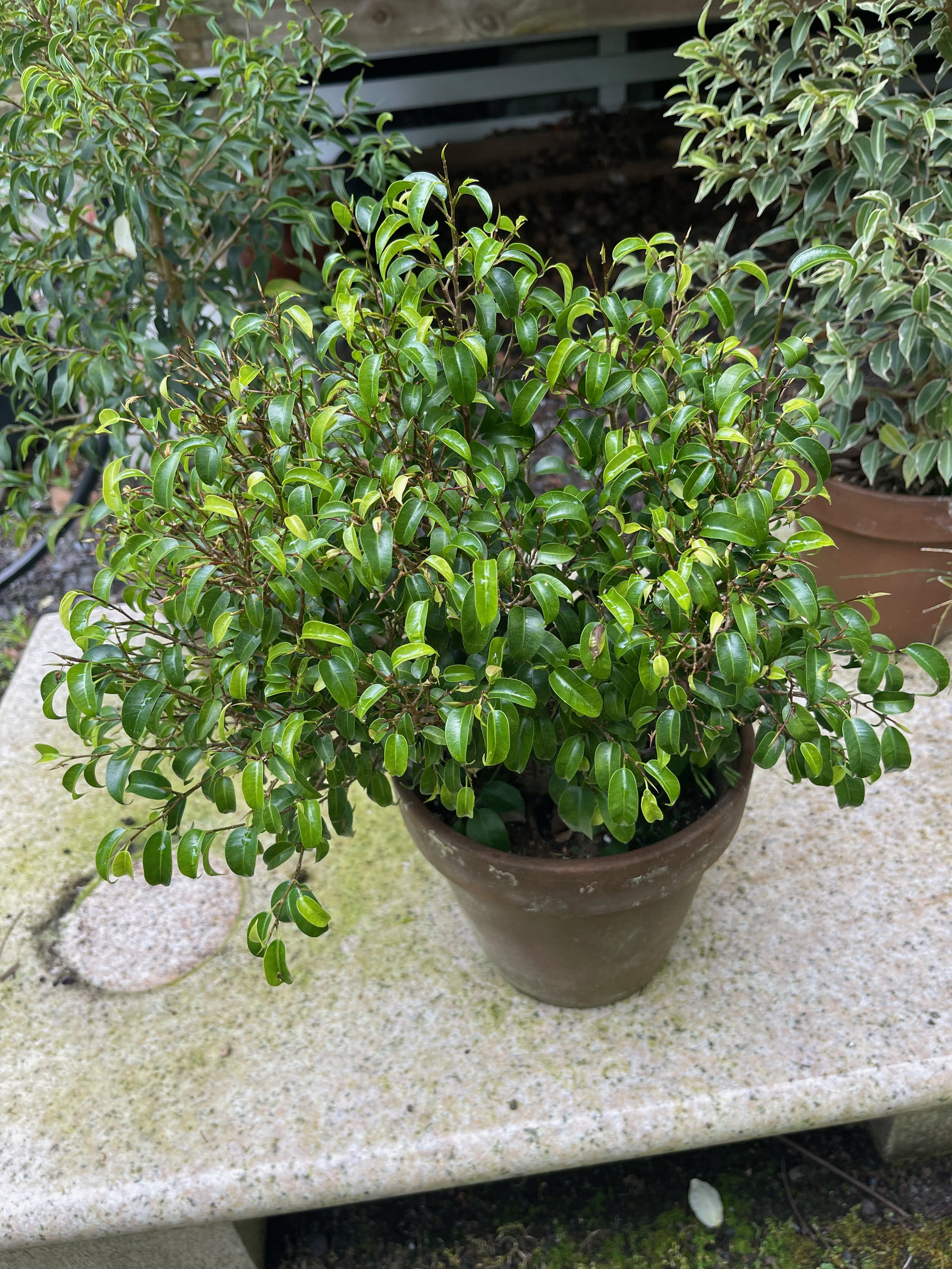 Ficus benjamina 'Dutch Treat'.jpeg