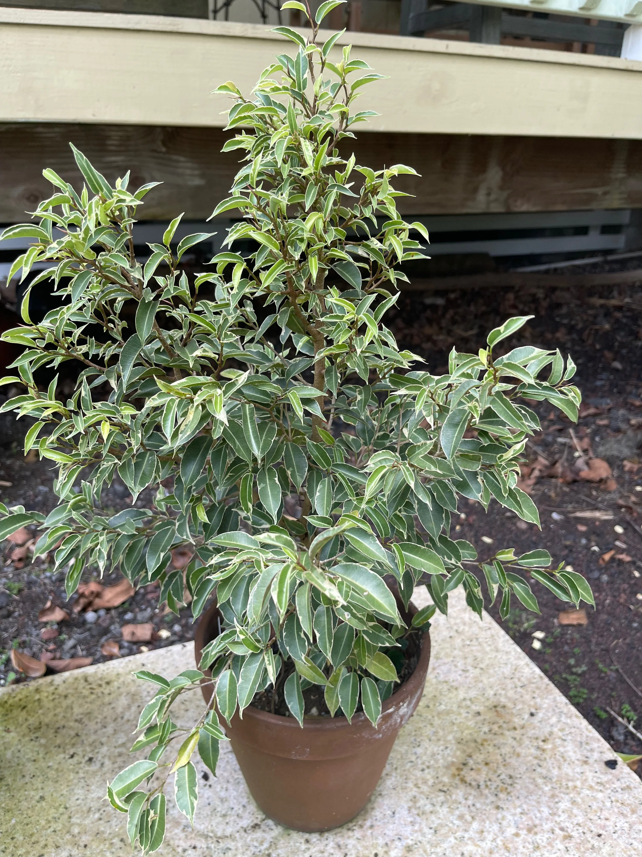 Ficus benjamina 'Nina'.jpeg