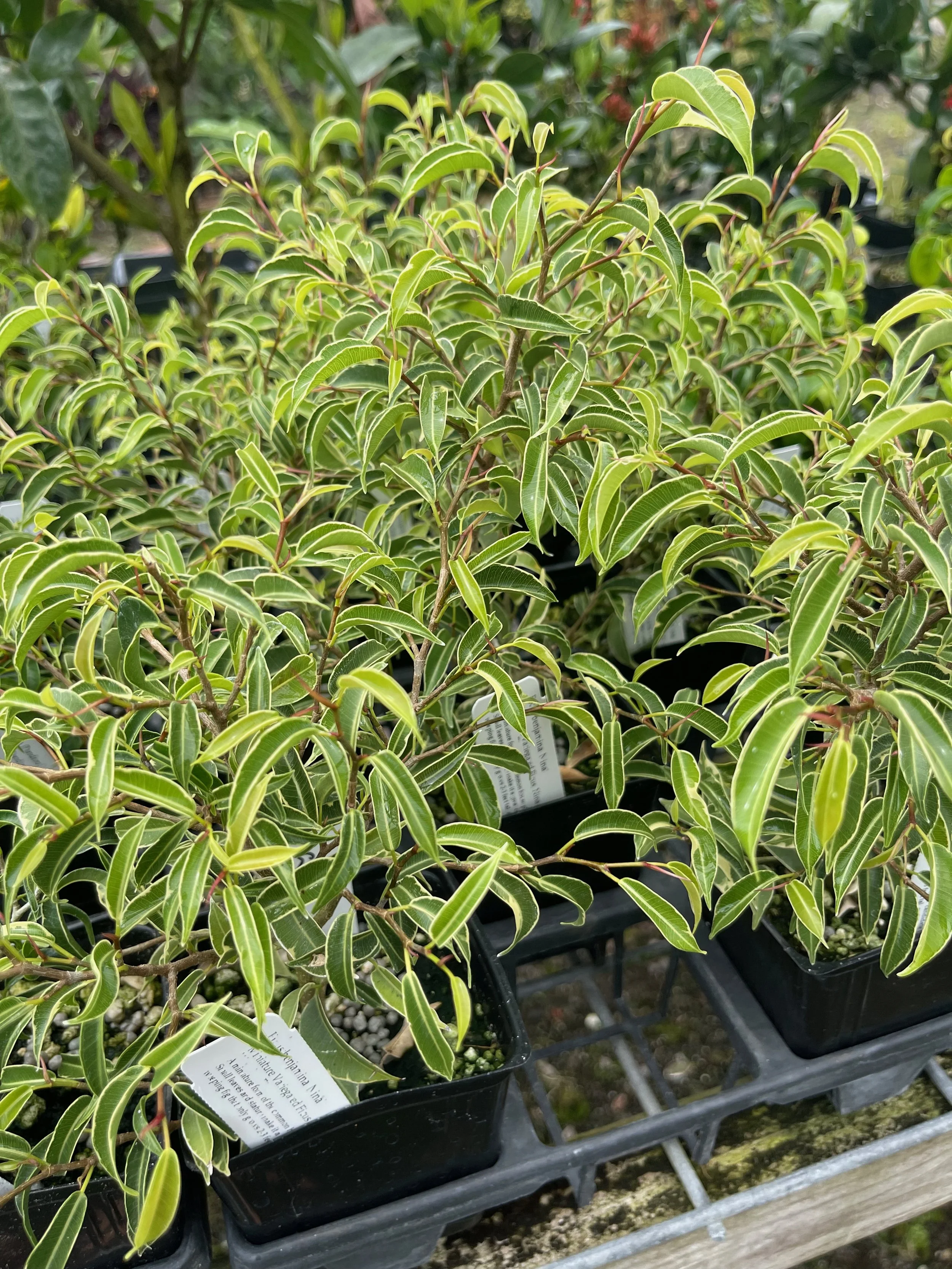 Ficus benjamina 'Nina' (2).jpeg