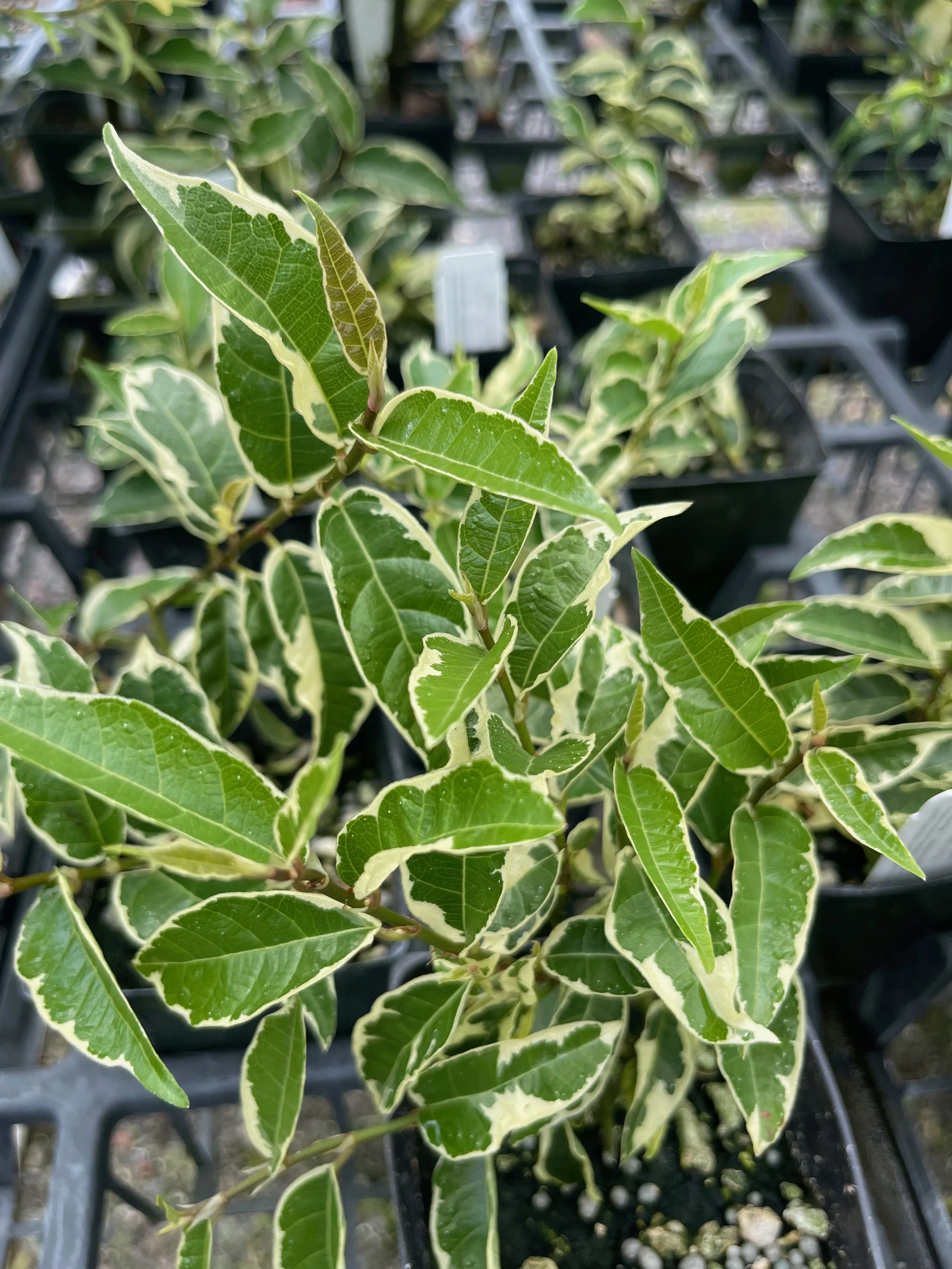 Ficus sagittata variegata — Vintage Green Farms with Tom Piergrossi