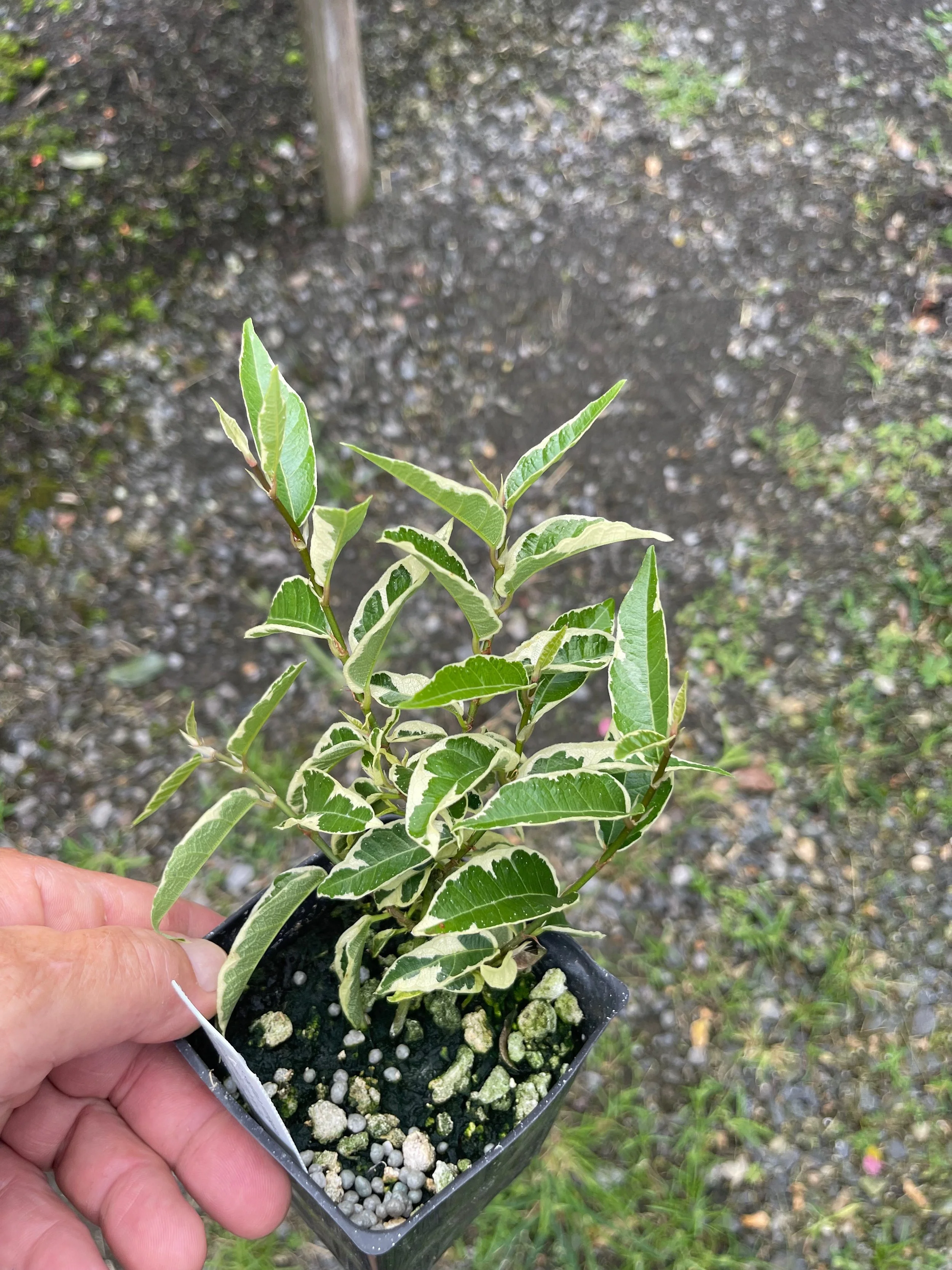 Ficus sagittata variegata.jpeg