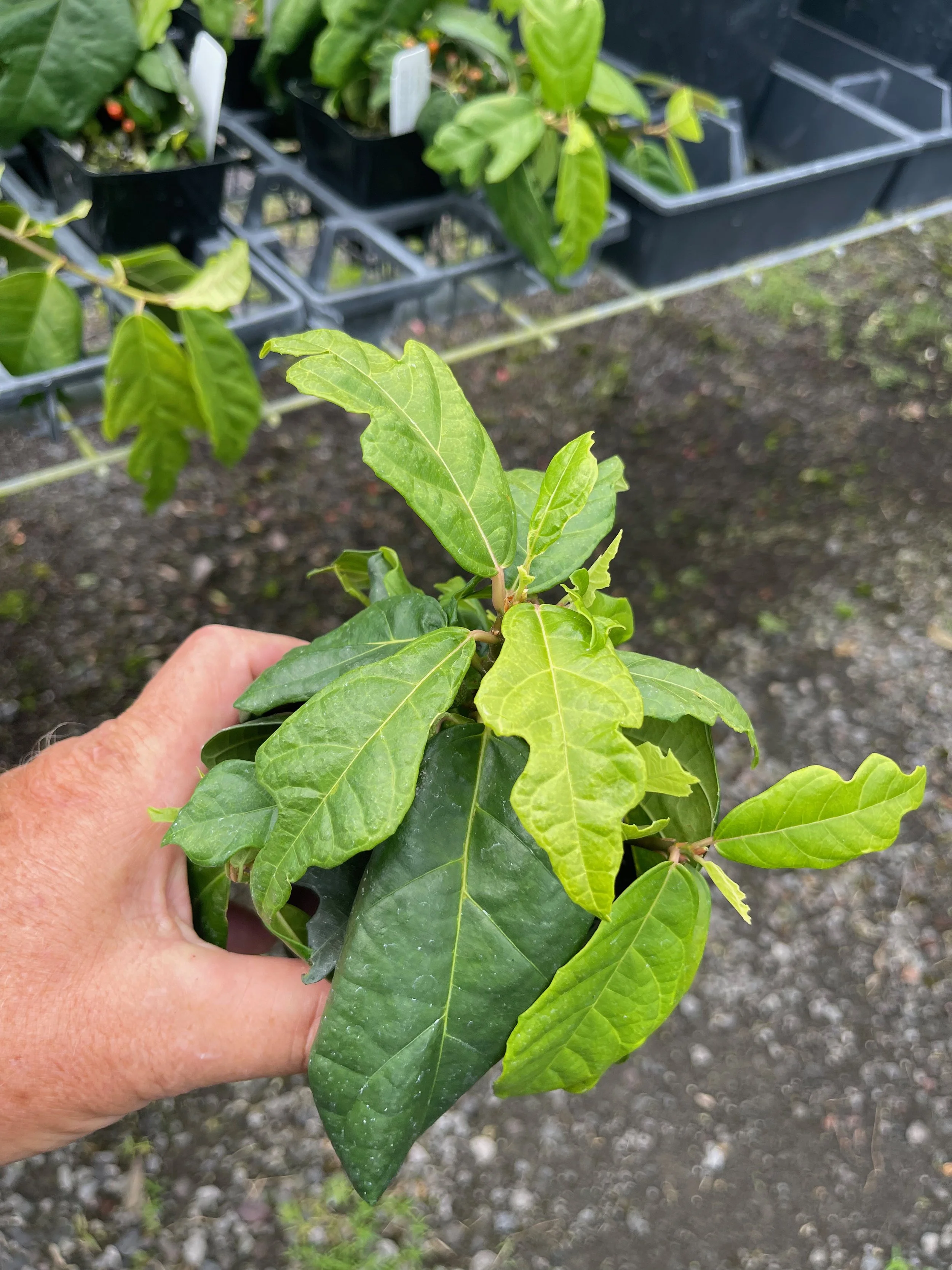Ficus montana (F. quercifolia).jpeg