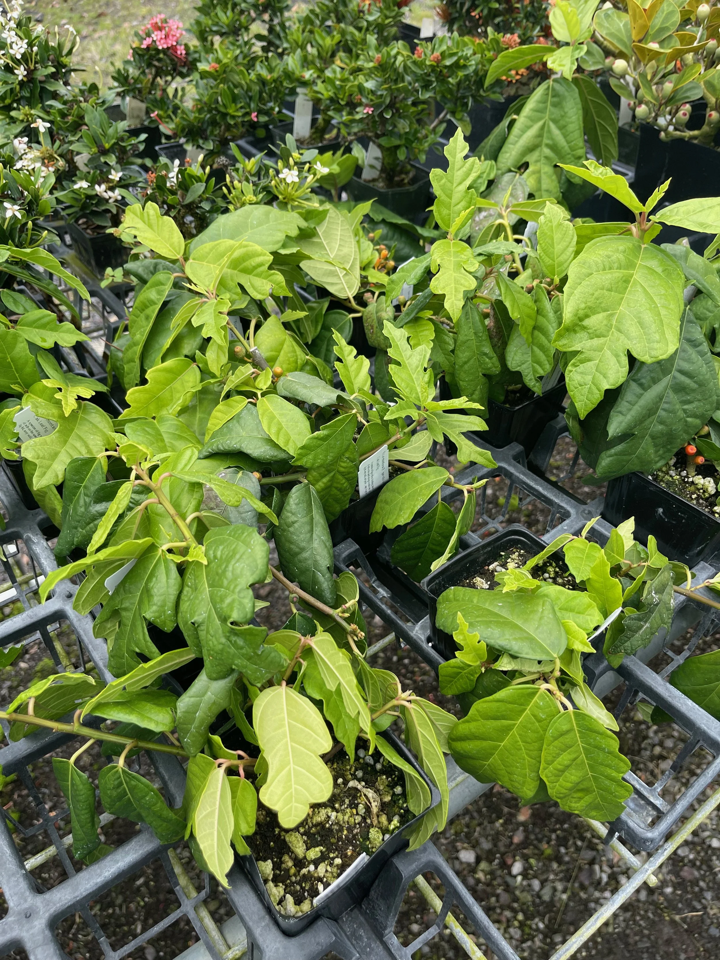 Ficus montana (F. quercifolia) (1).jpeg