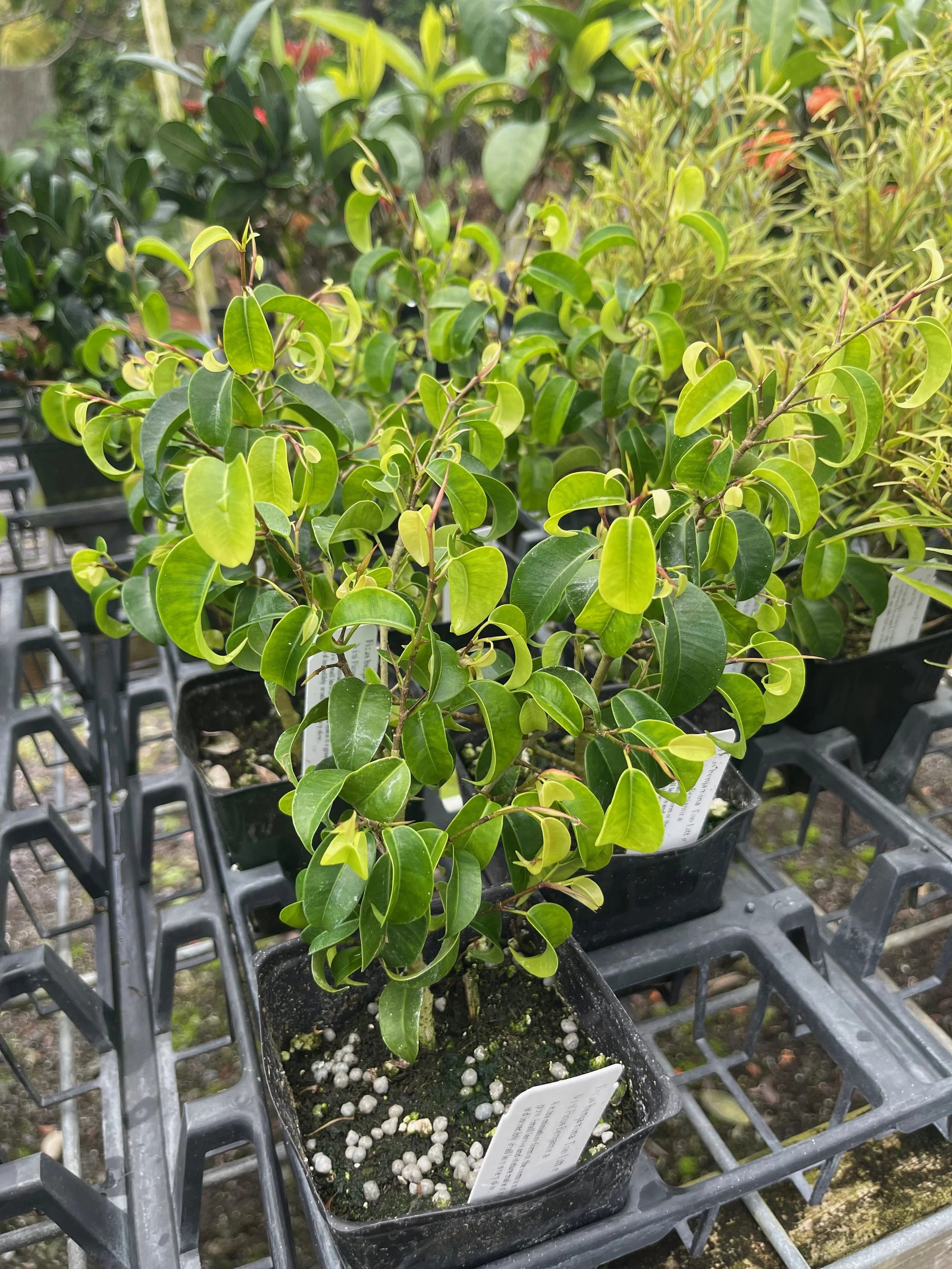 Ficus benjamina 'Too Little'.jpeg