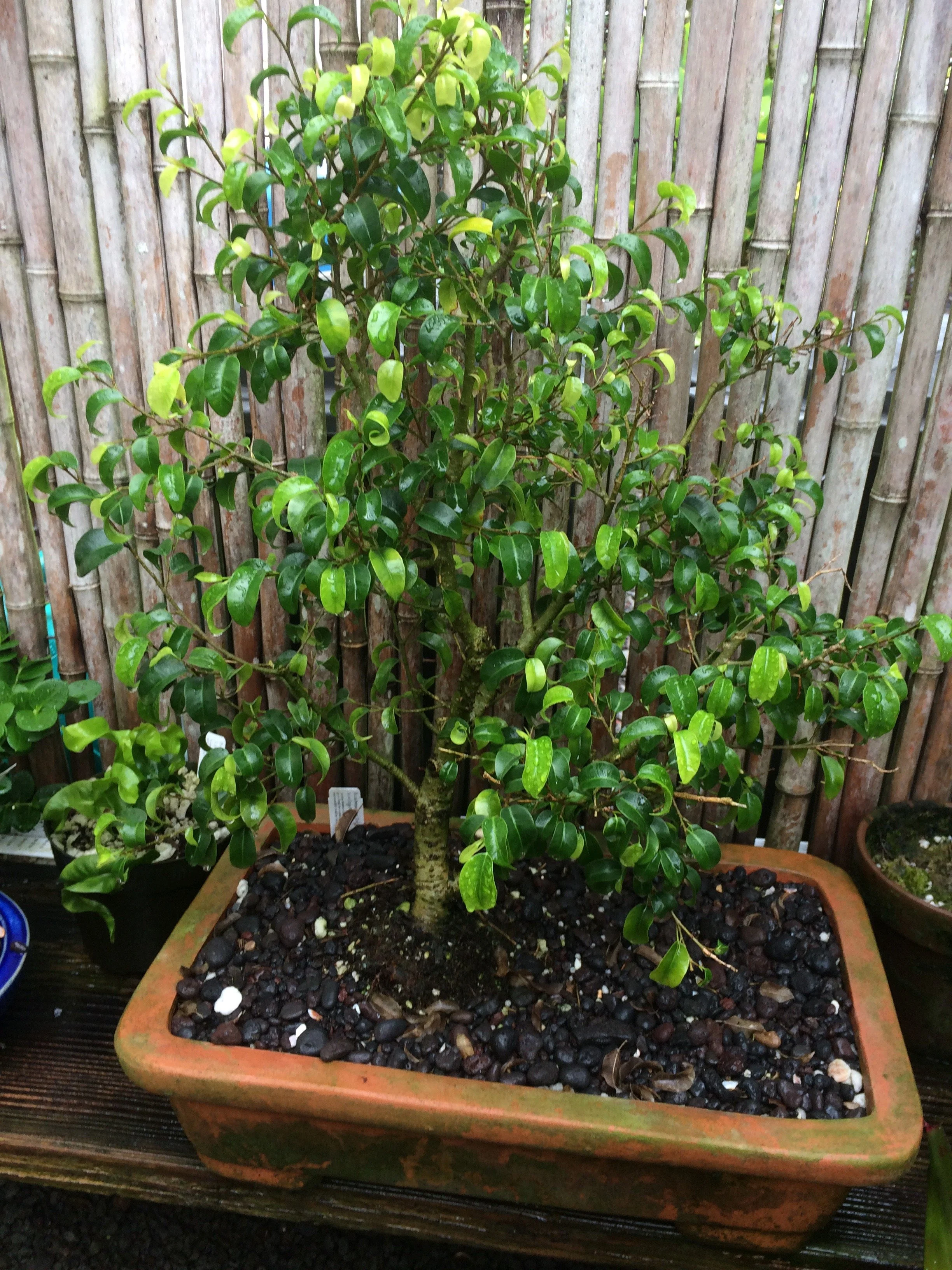 Ficus benjamina 'Too Little' (1).jpeg